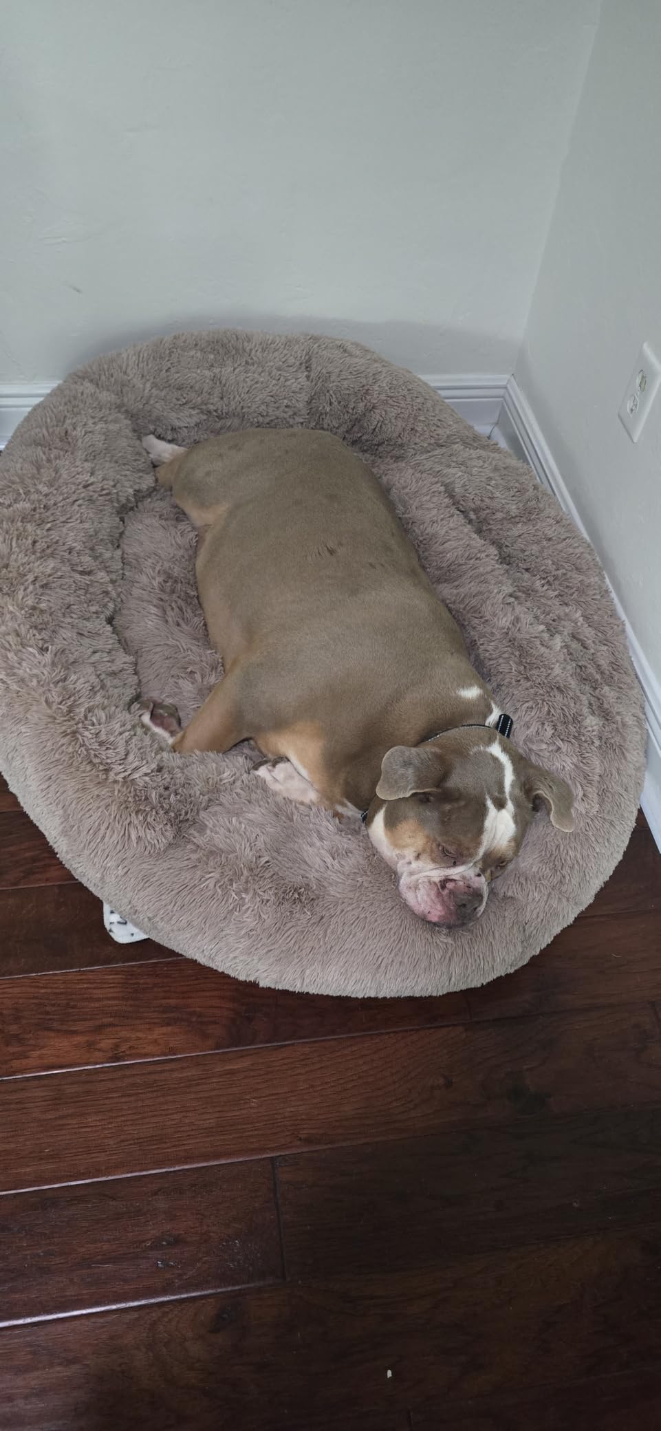 Bedsure Calming Small Dog Bed Donut Washable Cat&Puppy Bed,23 inches Camel customer photo 2
