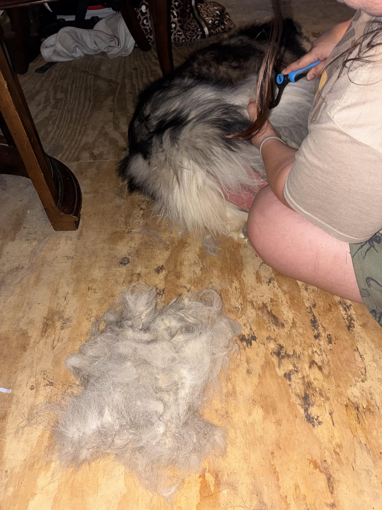 MalsiPree Dog Brush for Shedding - Large Blue, 2-in-1 Deshedding Rake customer photo 1