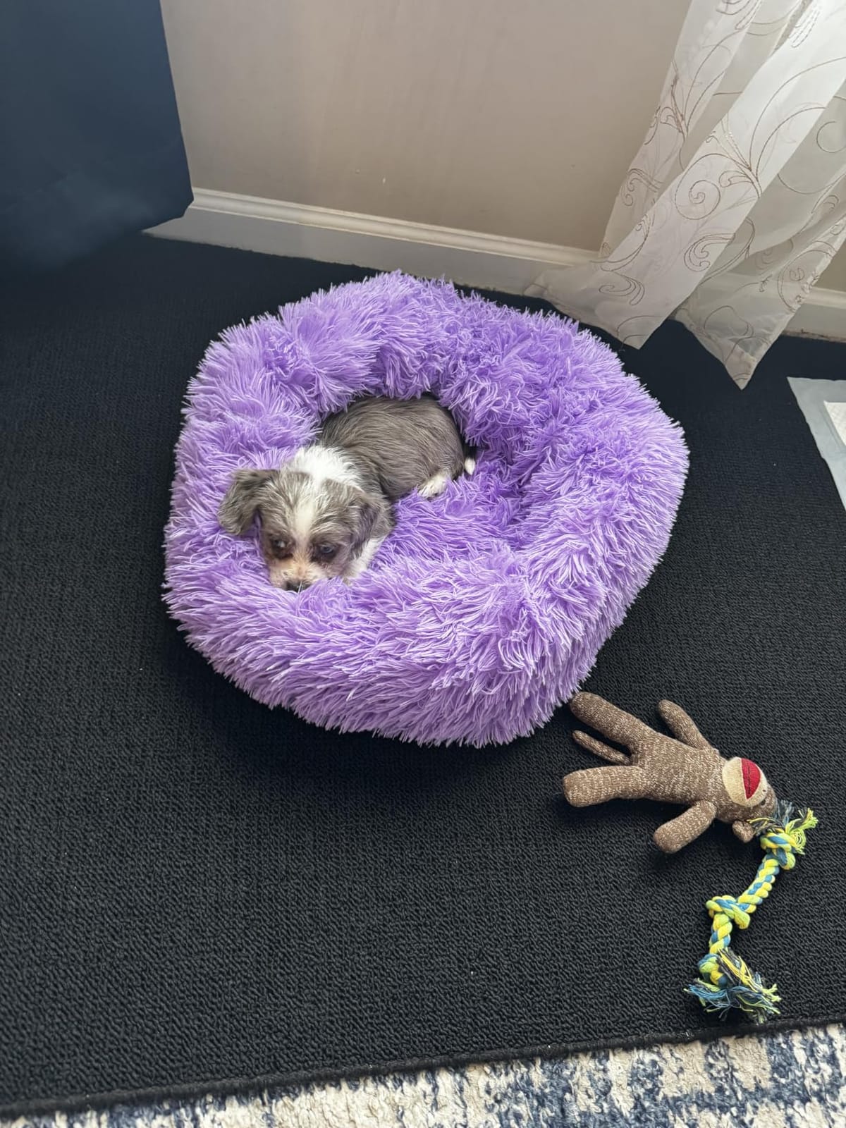 Small Calming Dogs Bed for Small Dogs Anti-Anxiety Machine Washable Fluffy Luxury Anti-Slip Waterproof Mute Base Warming Cozy Soft Pet Puppy Round Bed customer photo 1
