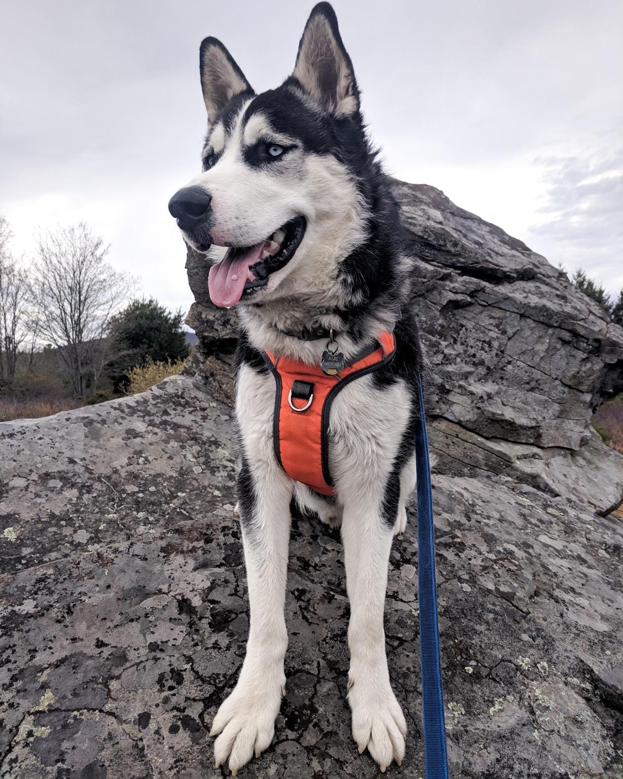 Embark No Pull Dog Harness, Reflective Adjustable Training Vest, No Choke customer photo 2