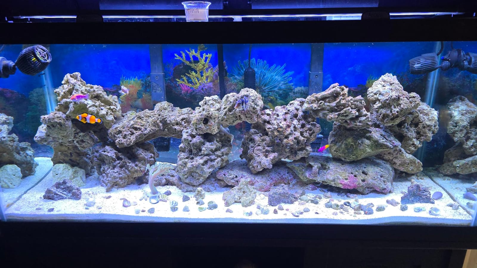NICREW ClassicLED Marine Saltwater Aquarium Light, 48W for 48–60 inch Tanks customer photo 2