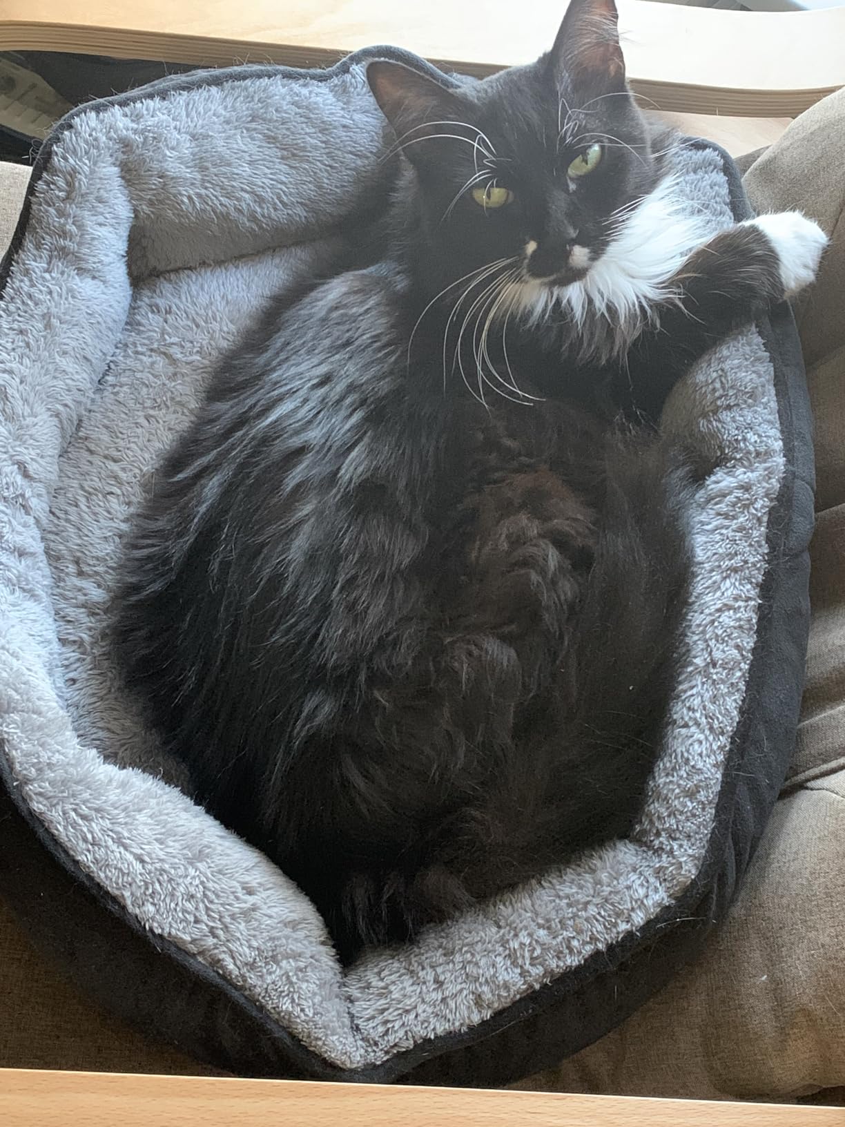 Asvin Small Dog Bed for Small Dogs, Cat Beds for Indoor Cats, Pet Bed for Puppy and Kitty, Extra Soft & Machine Washable with Anti-Slip & Water-Resistant Oxford Bottom, Grey, 20 inches customer photo 1