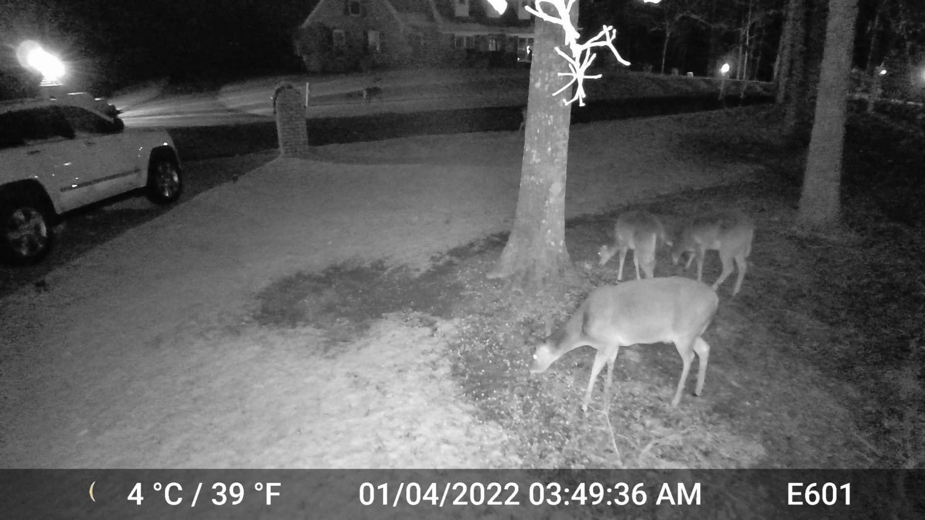 GardePro E6 WiFi Trail Camera, Stable WiFi with External Antenna customer photo 1