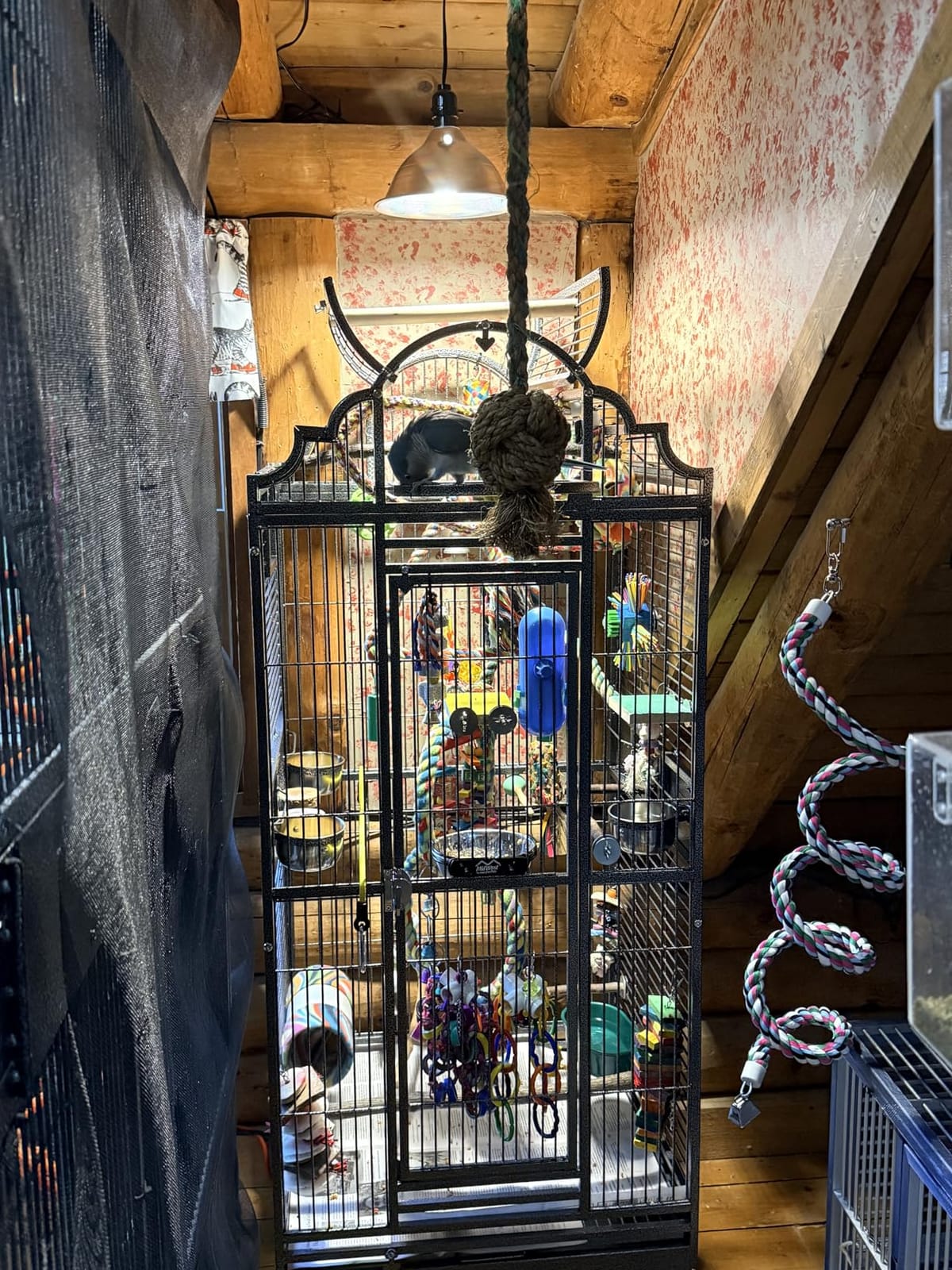 Large Elegance and Durable Wrought Iron Open Play Top Stand Bird Parrot Rolling Cage, Include Metal Seed Guard Solid Metal Feeder Nest Door customer photo 2