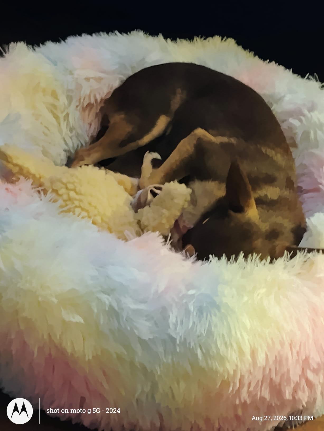 WNPETHOME Small Pink Round Calming Dog Bed Cat Bed for Comfy Sleep customer photo 2