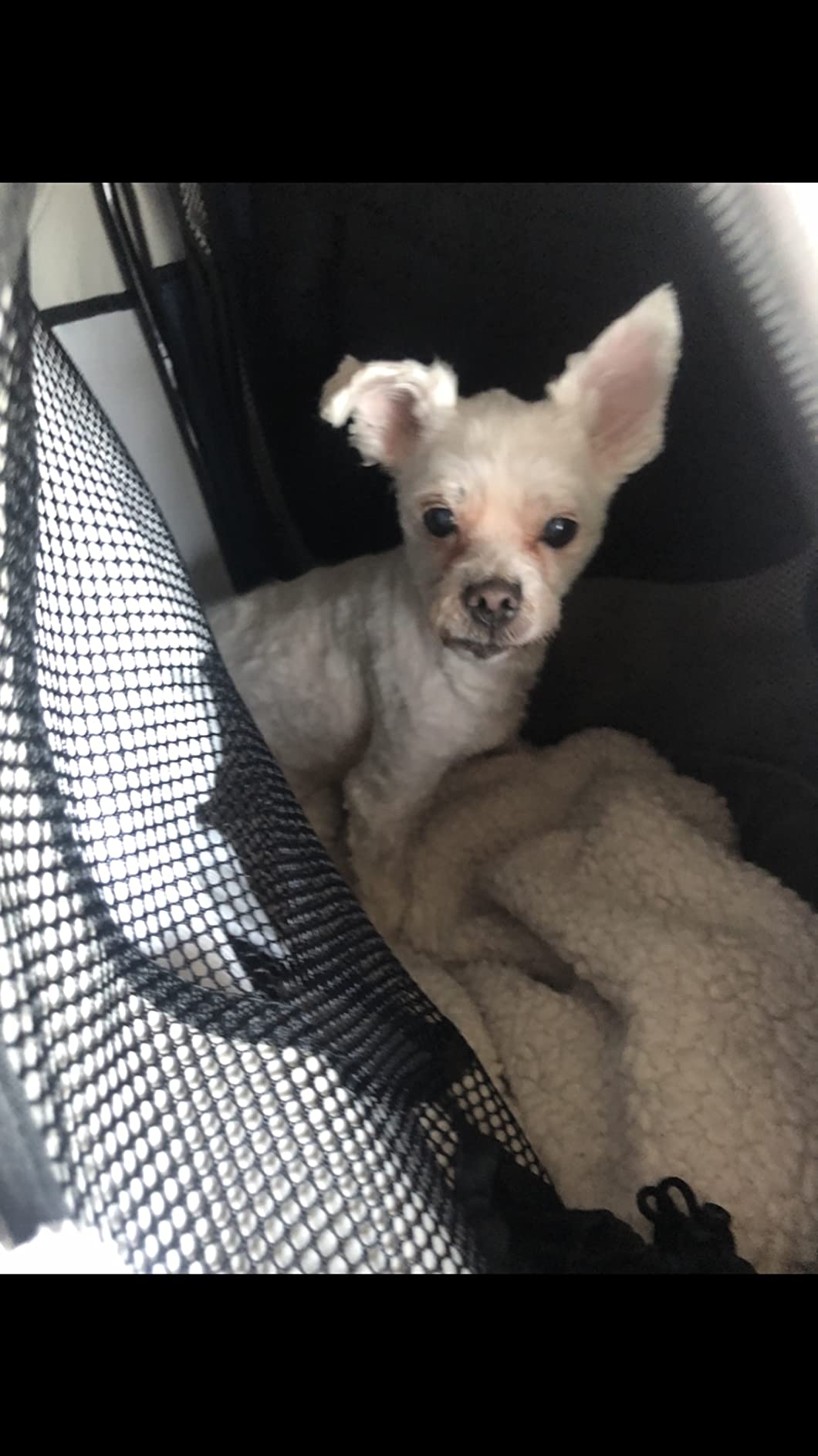 PetSafe Happy Ride Collapsible Travel Dog Crate customer photo 2