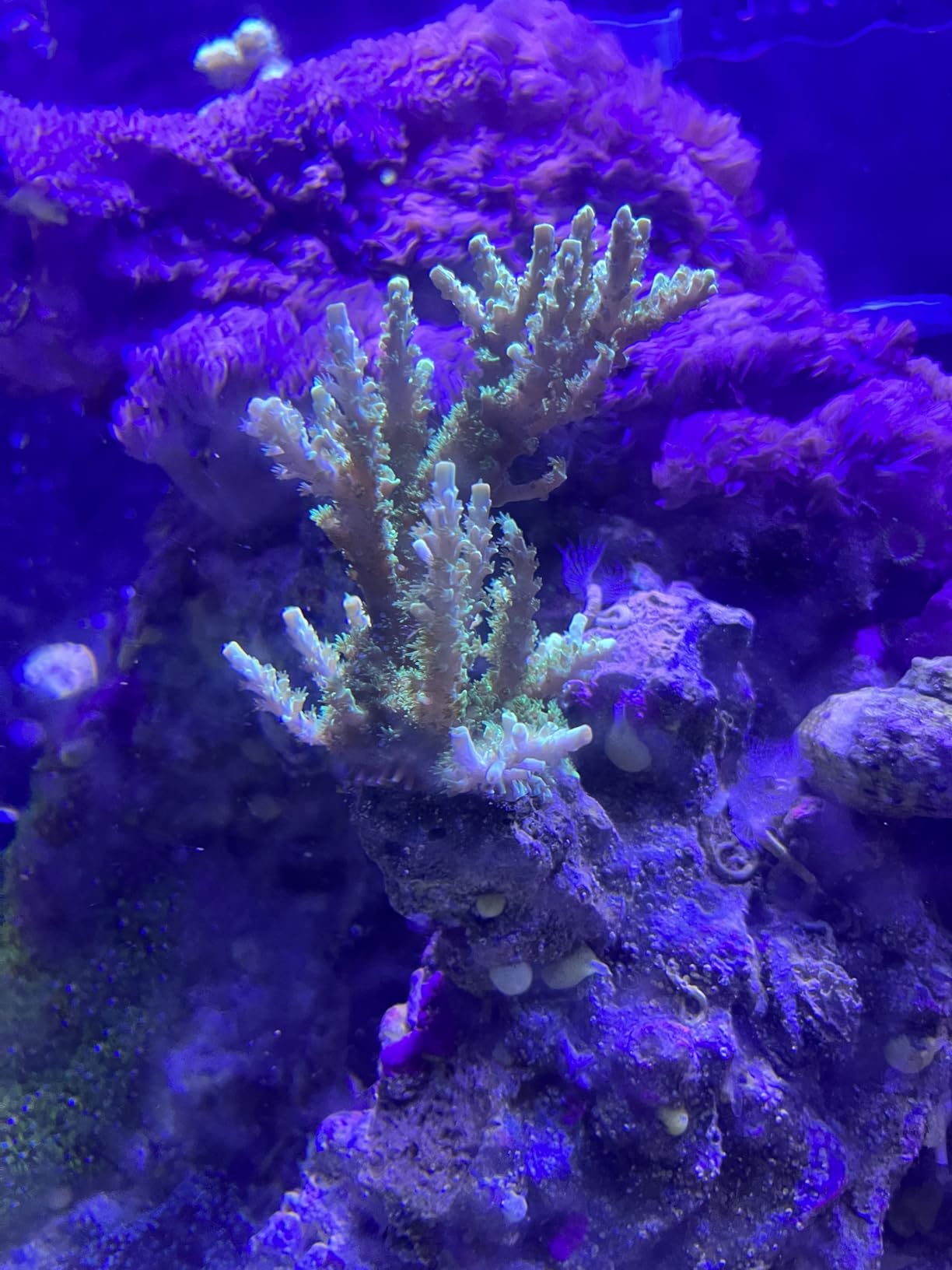 Aquarium Lights-100 watt 5 Channels Sunrise Sunset Moonlight Reef Lights for Coral SPS LPS Saltwater Tank customer photo 1