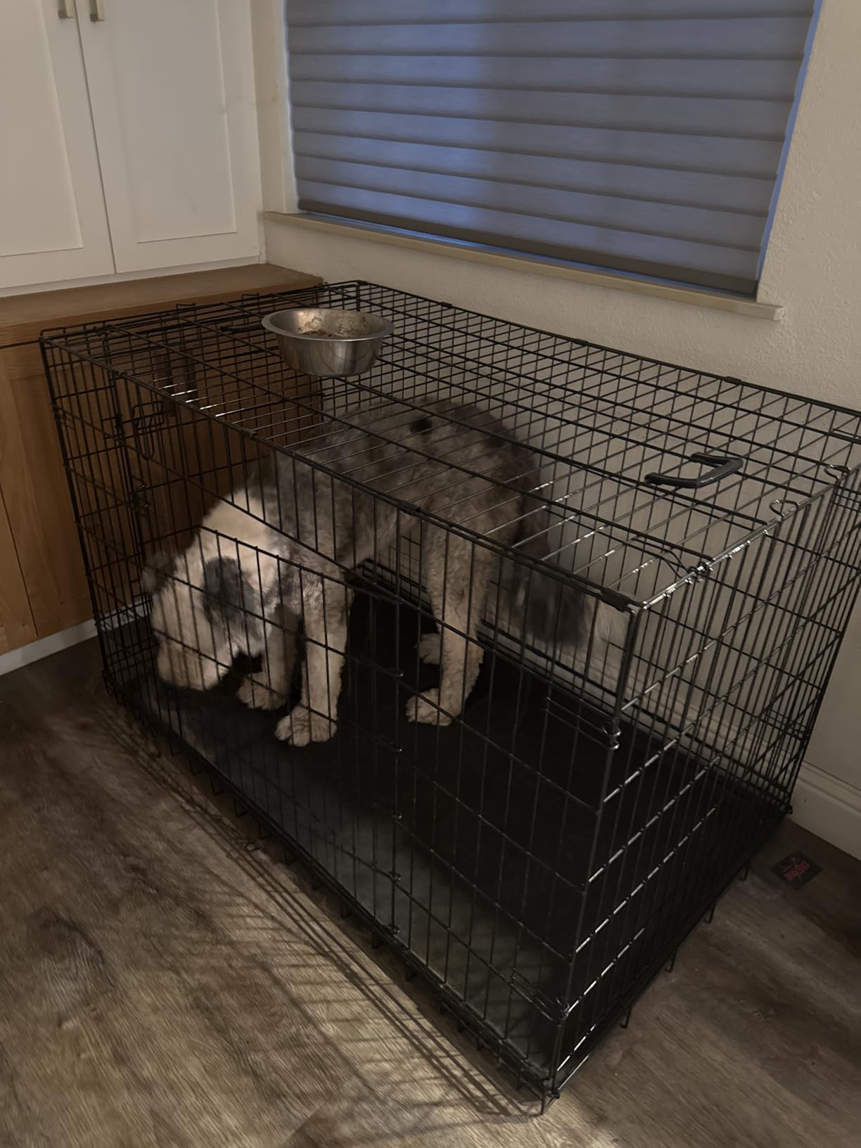 48'' Foldable Metal Wire Dog Crate Double Door, Folding Portable Cage, Collapsible Heavy Duty Extra-Large w/ Leak-Proof Pan/Divider/Handle, Kennel for Dogs Indoor customer photo 1