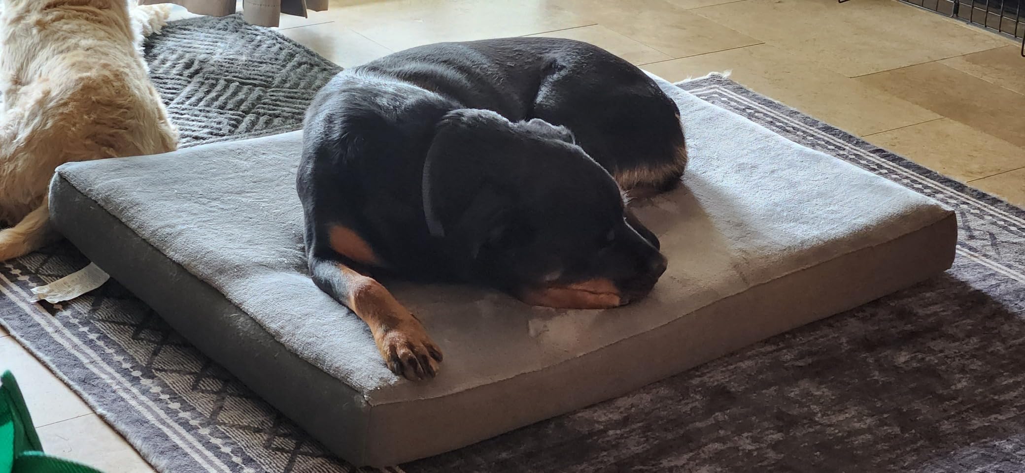 Amazon Basics Washable Dog Bed with Cooling Gel Memory Foam, Pressure-Relief Support for Dogs up to 50lbs, Non-Slip Bottom, Removable Cover, Large (35