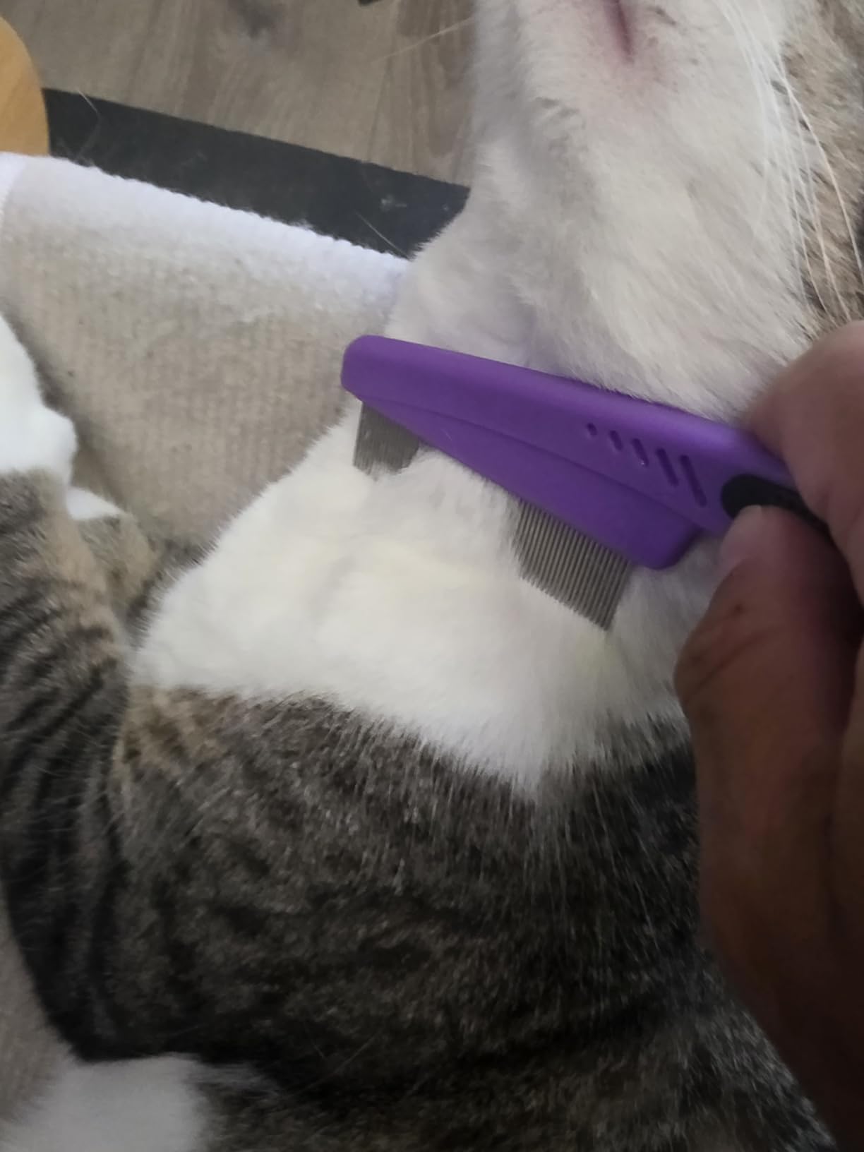 Yumflan Fine Tooth Stainless Steel Flea Comb for Dogs & Cats customer photo 2