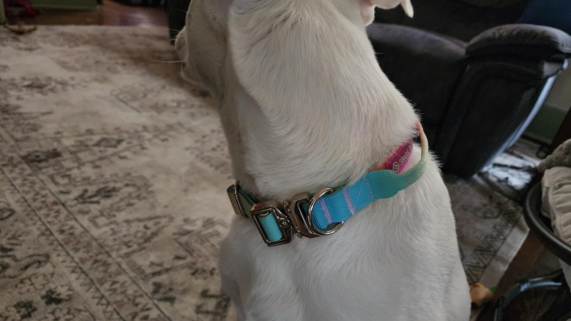 Spark Paws Tactical Large Dog Collar w/Handle - Thick & Wide, Heavy Duty customer photo 2