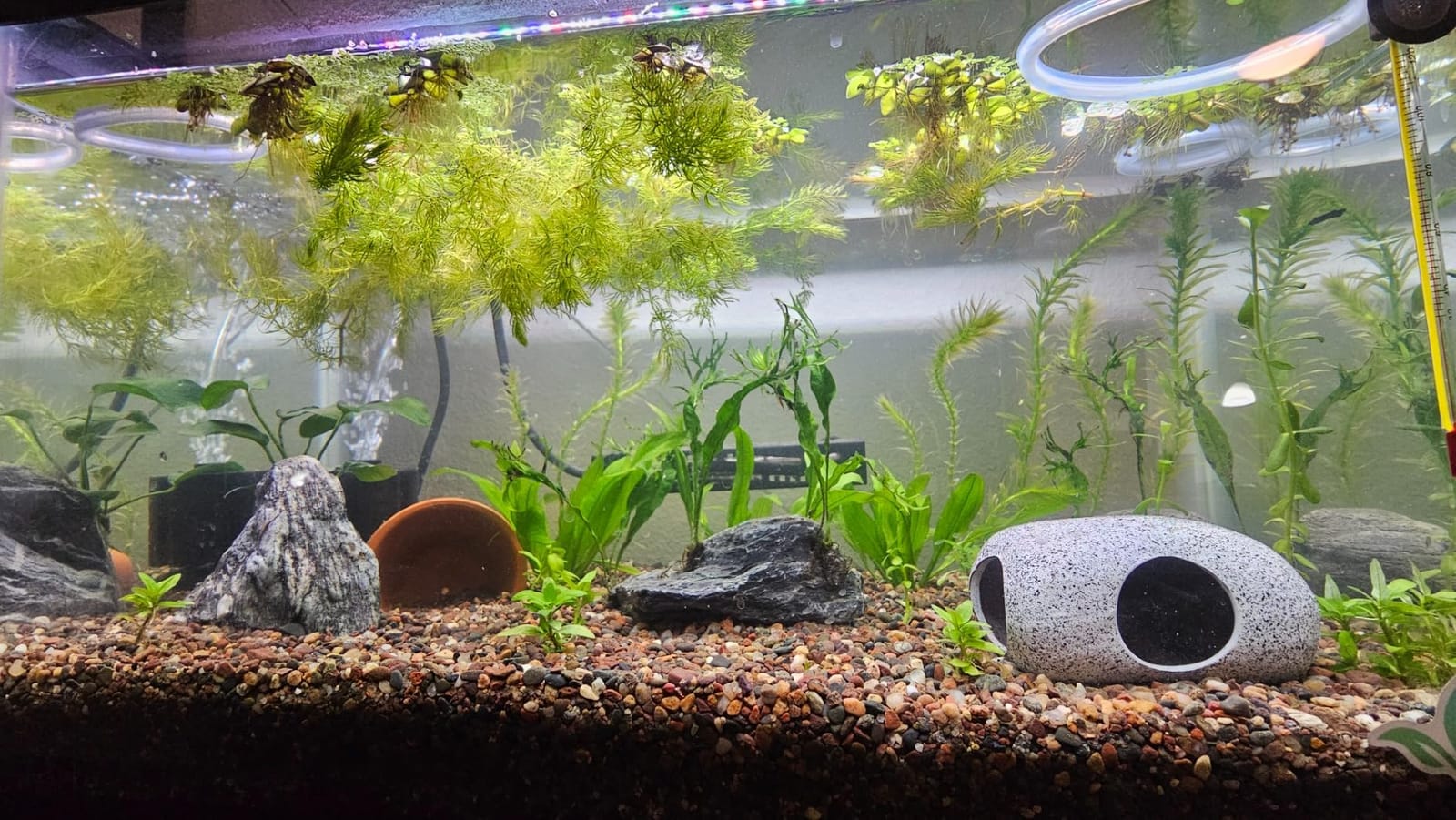 SEAOURA Small Aquarium Heater, 25W Fish Turtle Betta Tank Heater, 1-6 Gal customer photo 2