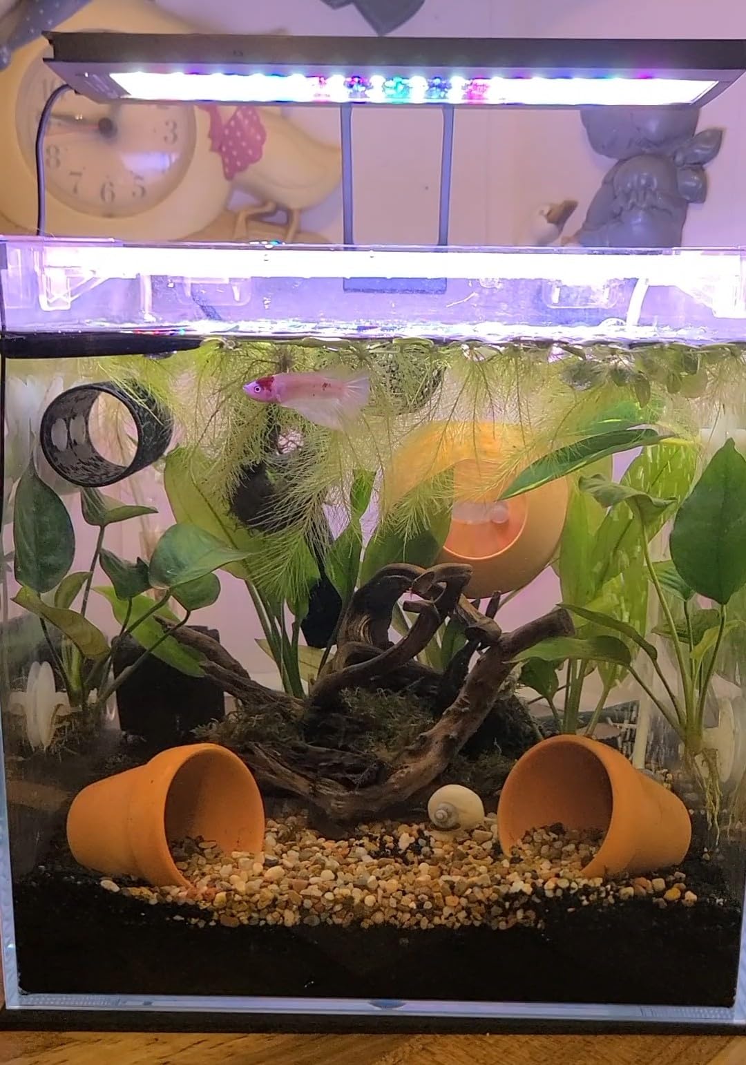 Ultra Clear Rimless Low Iron Glass Aquarium Tank (W23.62×D11.81×H14.17 inch(60x30x36cm)) 6mm Thickness Include Black Leveling Mat customer photo 2