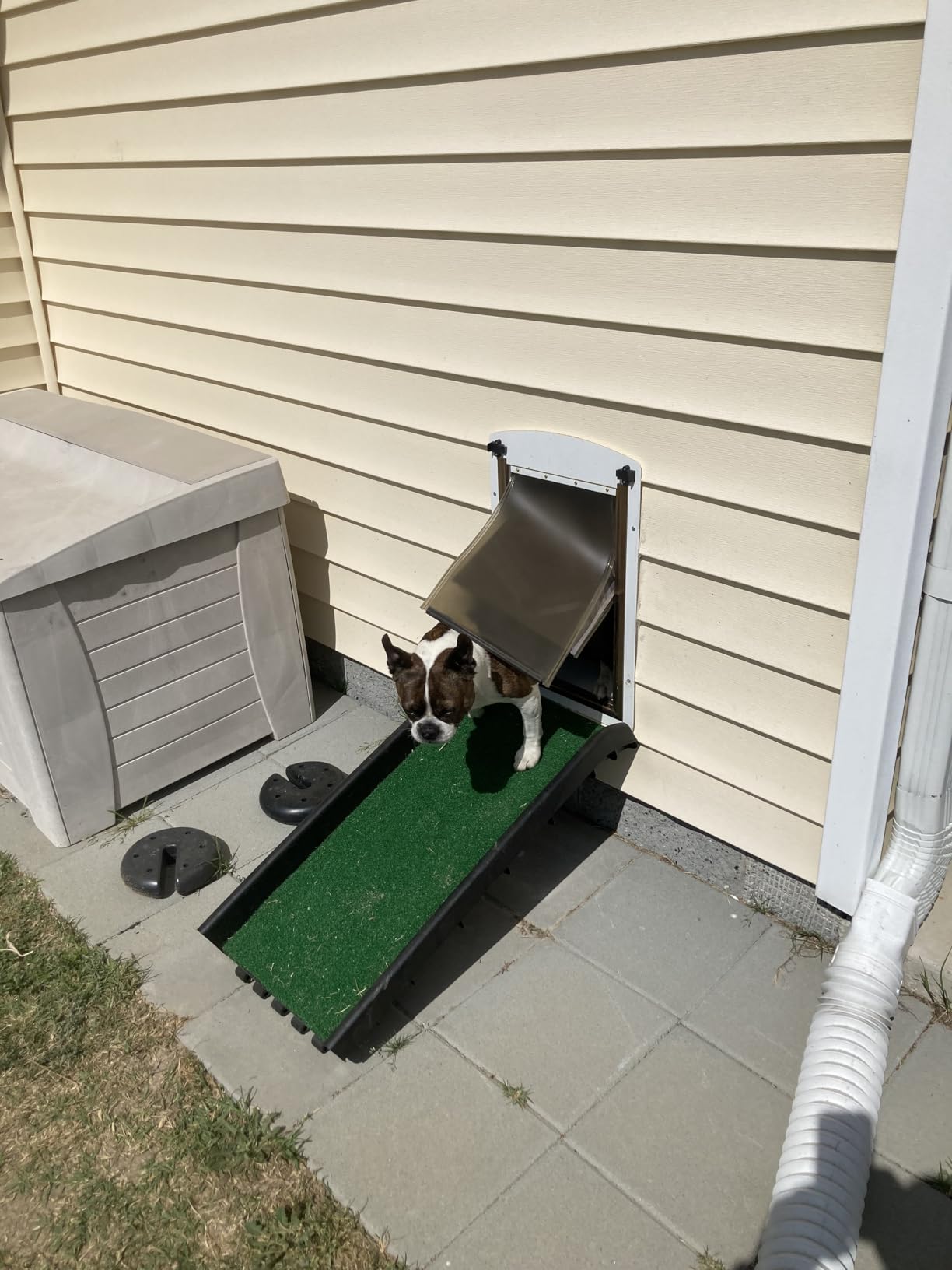 PawStep 50894 Pet Ramp for Dogs & Cats – Foldable Portable Dog Ramp with Poly Grass Non-Slip Surface, Lightweight Travel Ramp for Cars, SUVs, Beds & Couches customer photo 1