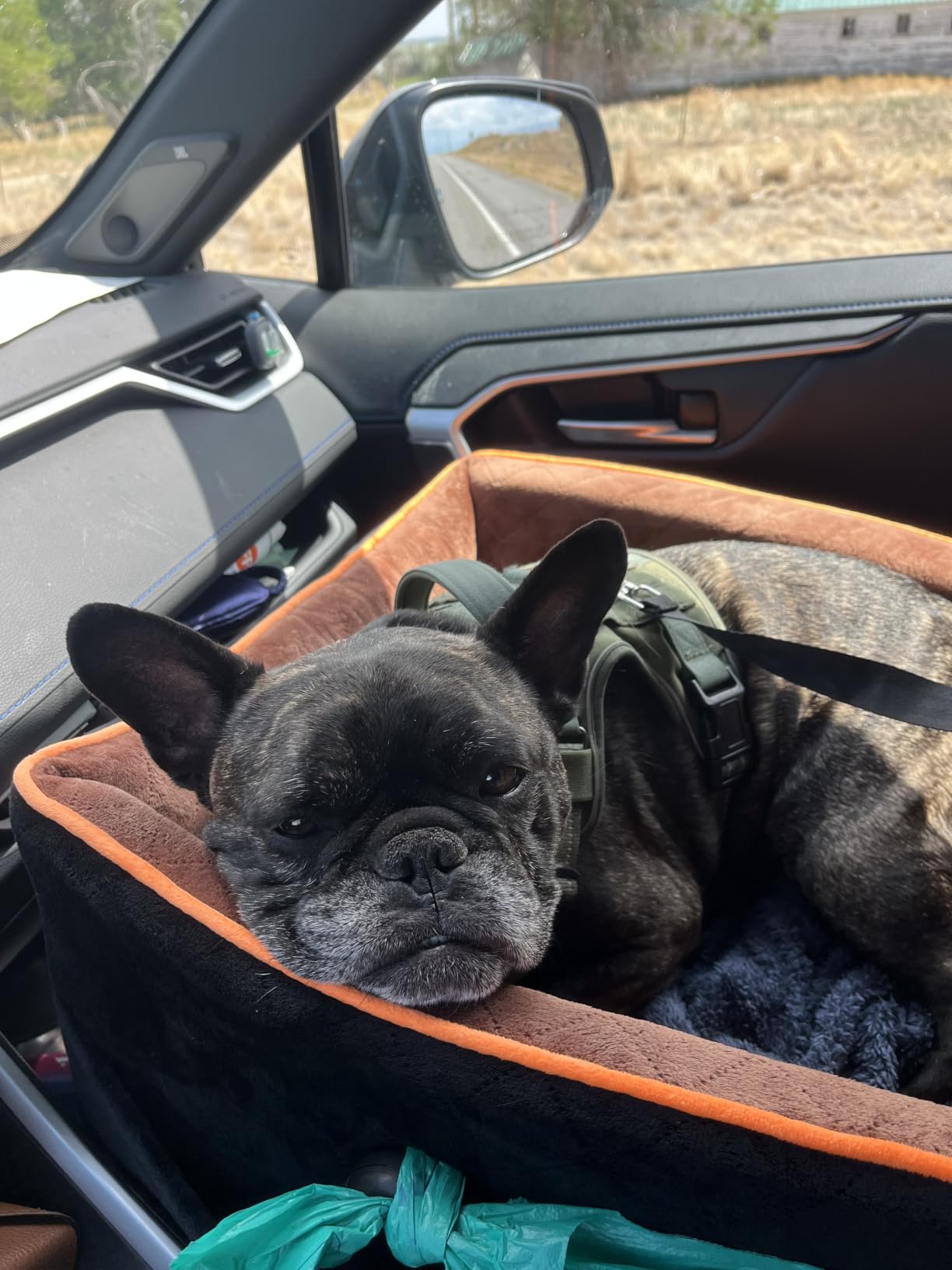 HEGGCOOE Small Dog Car Seat, Memory Foam Dog Booster Car Seats with Thick Cushion for Medium Dogs Under 35lbs, Detachable Washable Dog Bed for Car, Pet Carseat with Storage Pockets,2 Safety Belts customer photo 2