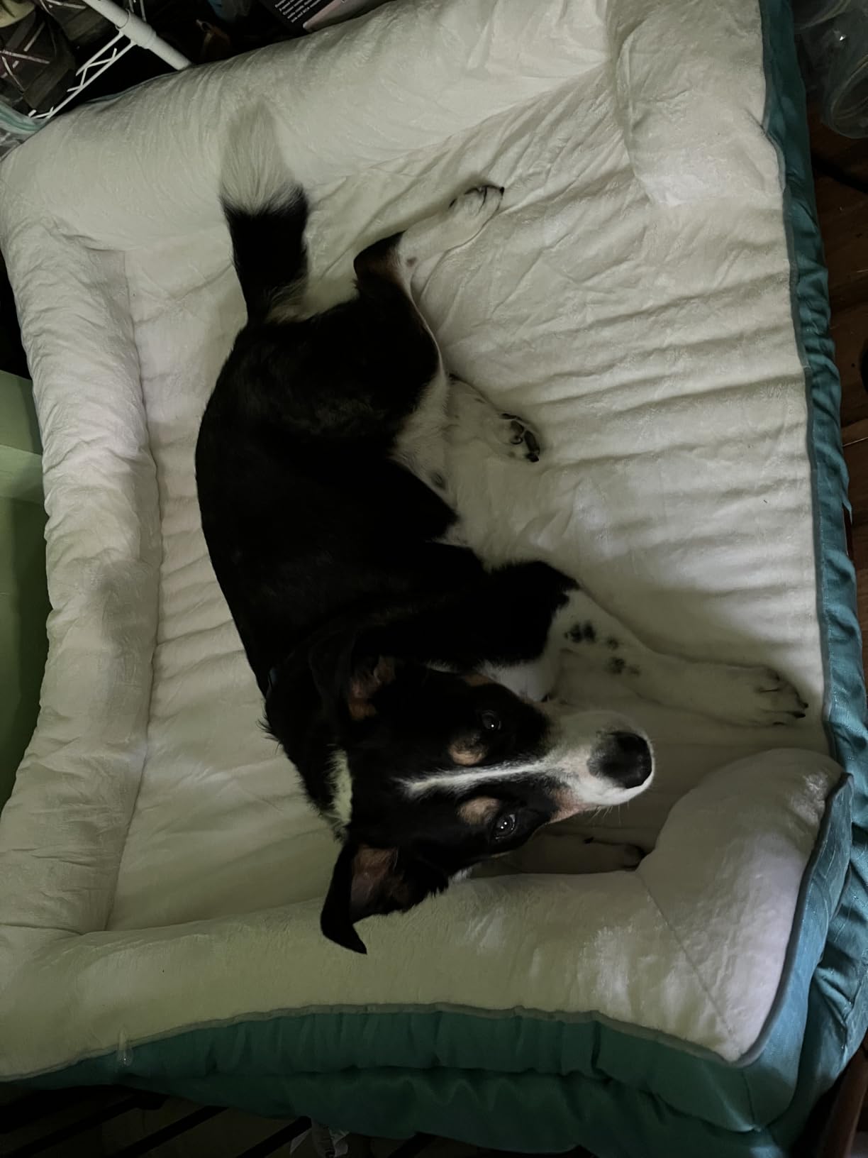 EHEYCIGA Orthopedic Small Dog Bed, Waterproof Memory Foam Washable Pet Beds customer photo 1