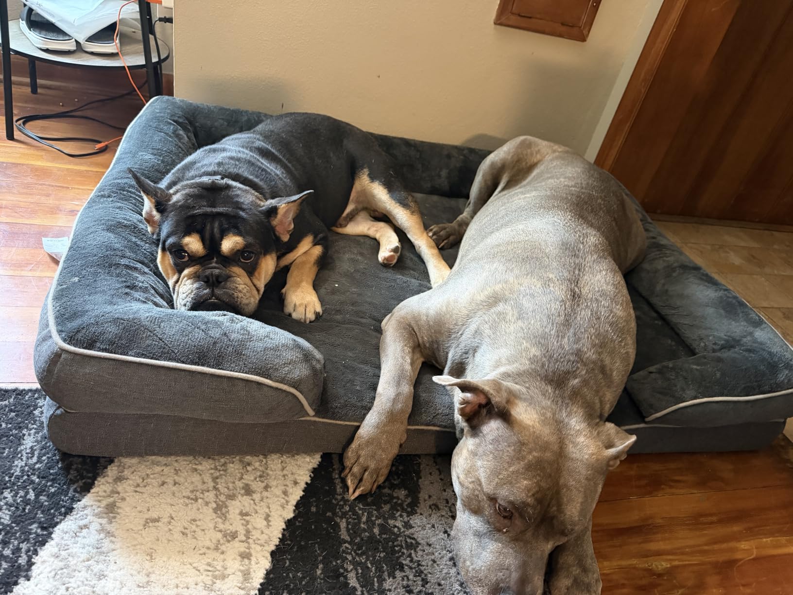 EHEYCIGA Orthopedic Small Dog Bed, Waterproof Memory Foam Washable Pet Beds customer photo 2