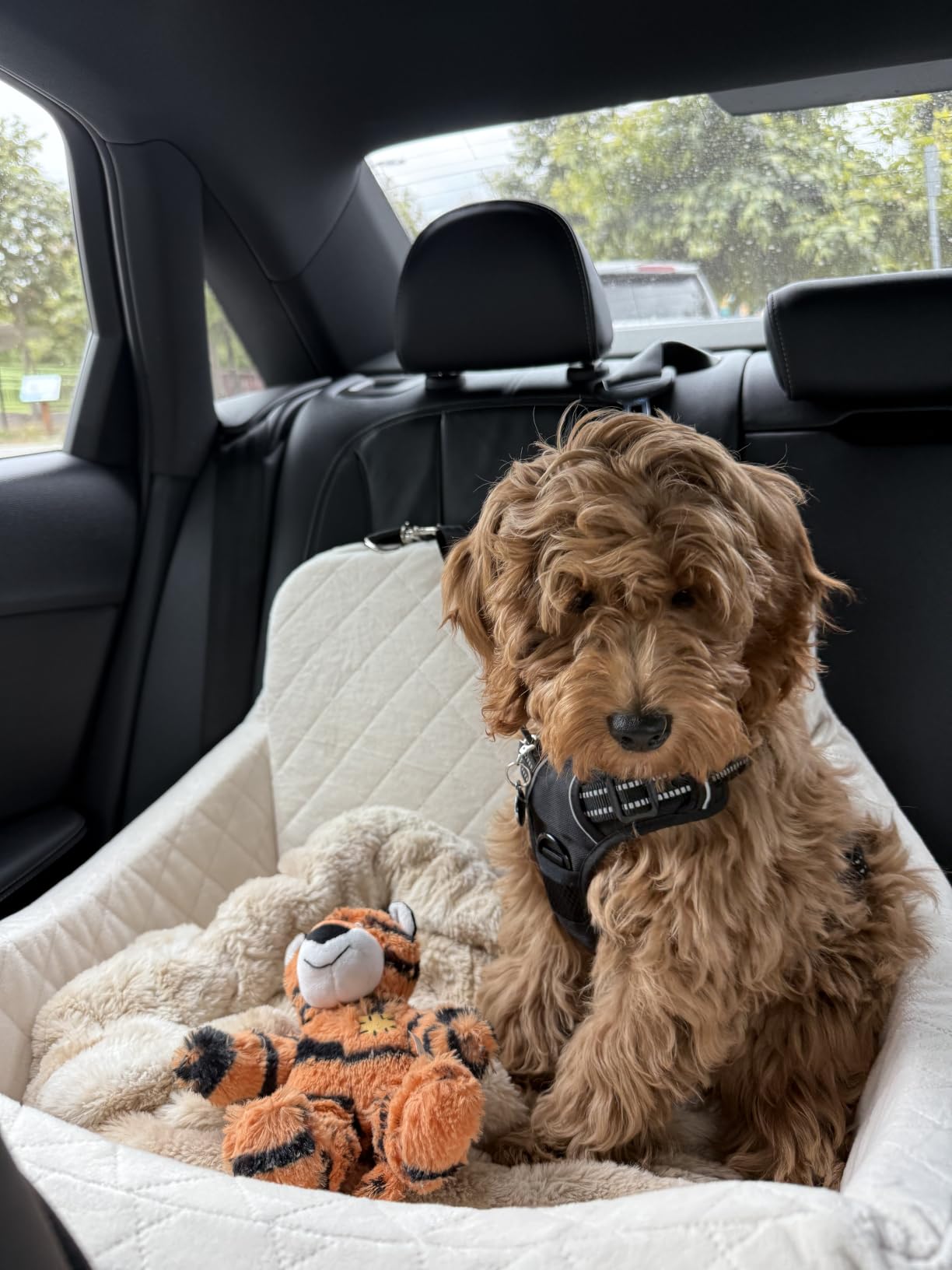 Lealchum Dog car seat for Medium Dogs,Easy to Install with Adjustable Straps,Anti Slip Bottom pet car Bed,Fully Detachable and Washable pet Travel Bed (Black/Grey, Medium) customer photo 1