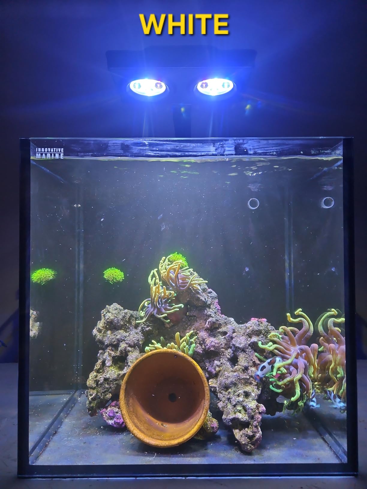 A036 5rd Reef Tank Light 36 Watts Saltwater Light with Touch Control, Reef Lights for Coral Reef Nano Fish Tank Marine Tanks with Timer & Screen customer photo 1