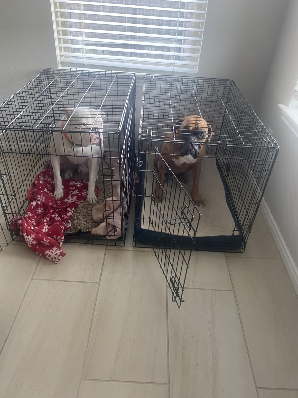 Yaheetech 42inch Double Door Dog Crate w/Divider, Collapsible Metal Kennel customer photo 1