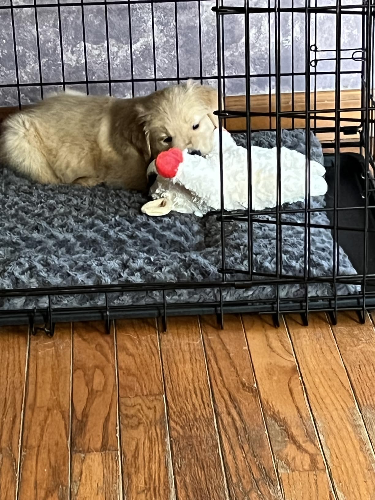 Yaheetech 36in Double Door Metal Dog Crate w/Divider for Puppy Indoor Use customer photo 2