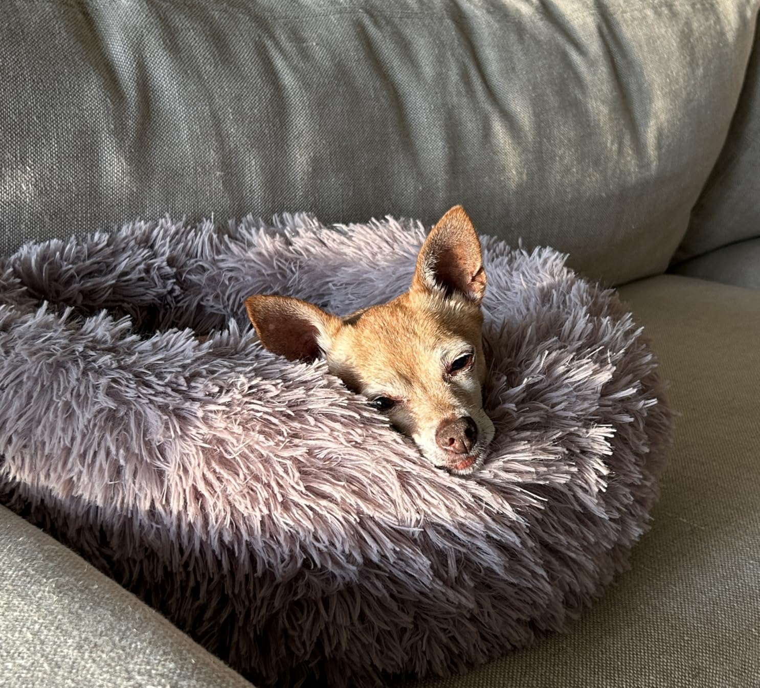 JOLLYVOGUE Small Dog Bed, Calming Dog Beds for Small Dogs & Indoor Cats - 20 Inches Donut Washable Cat Bed for Kittens & Puppies, Round Fluffy Plush Faux Fur Pet Beds(Smoke Grey) customer photo 2