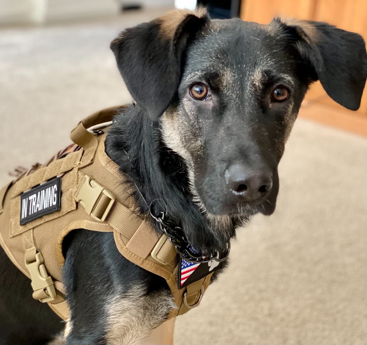 OneTigris Tactical Dog Harness Vest No-Pull Service Dog Vest for Large Dogs customer photo 2