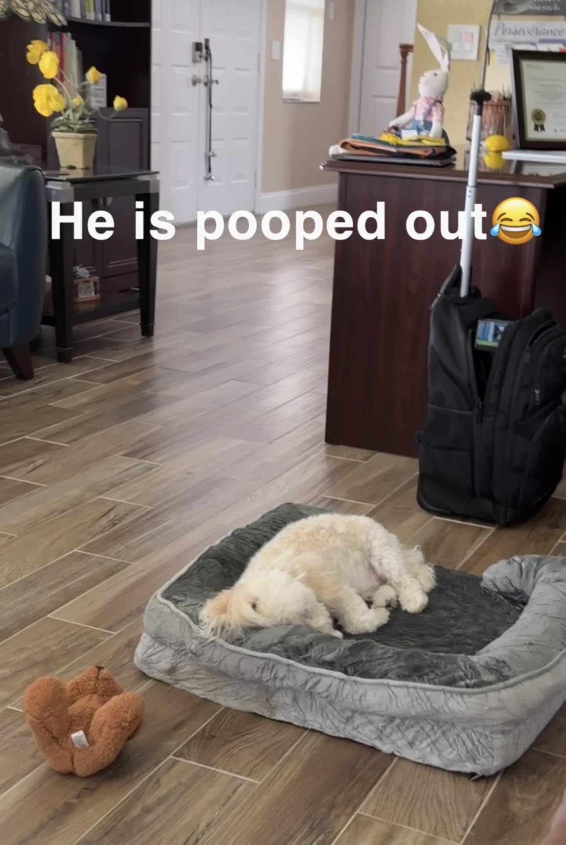 Spotted Play Orthopedic Dog Bed with Sides - Dog Sofa Beds for Large Dogs, Supportive Foam Pet Couch Bed with Washable Removable Cover, Waterproof Lining and Non-Slip Bottom, Grey - L customer photo 2
