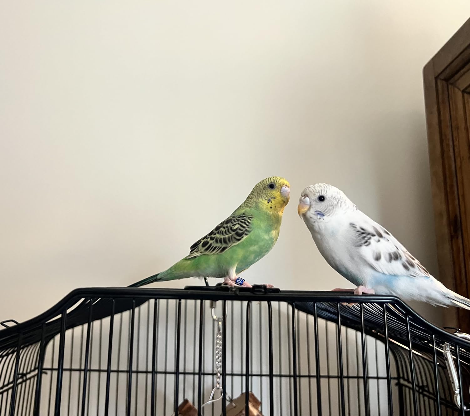 VEVOR 41-inch Open Top Large Parrot Bird Cage, Hanging Bird Cage for Parakeets Finches Canaries Lovebirds Cockatiels Budgies Small Quaker Conures Travel Pet Flight Birdcage with Swing and Perch customer photo 1