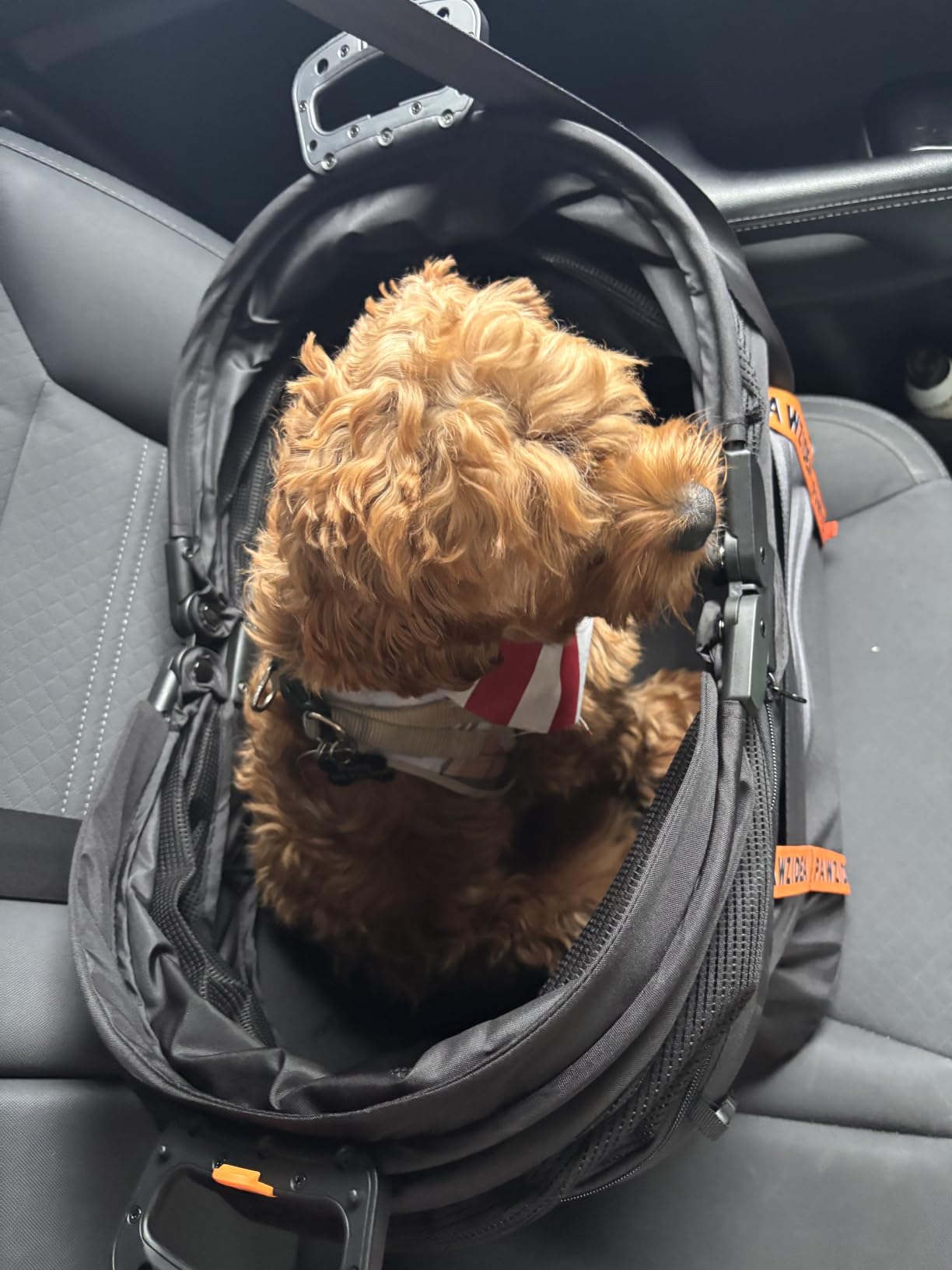 PAWZIDEA Portable Dog Crate for Car Travel, Medium & Large Dogs Up to 80lbs customer photo 1