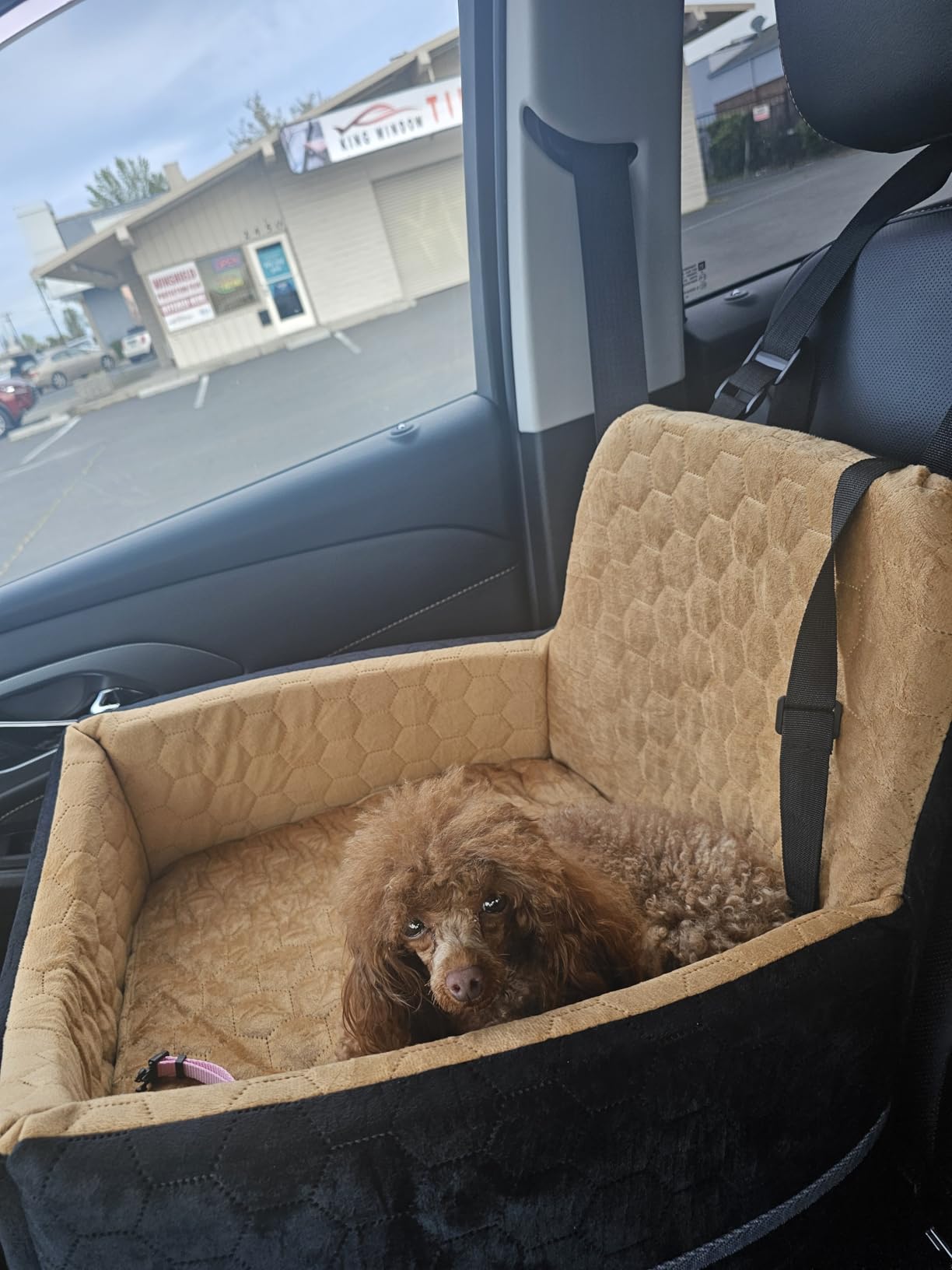 Dog Car Seat for Small/Medium Dogs, Memory Foam Dog Booster Seat, Travel Safety Per Car Seat with Washable Removable Cover, Storage Pockets for Dogs up to 35 lbs(Gray) customer photo 2