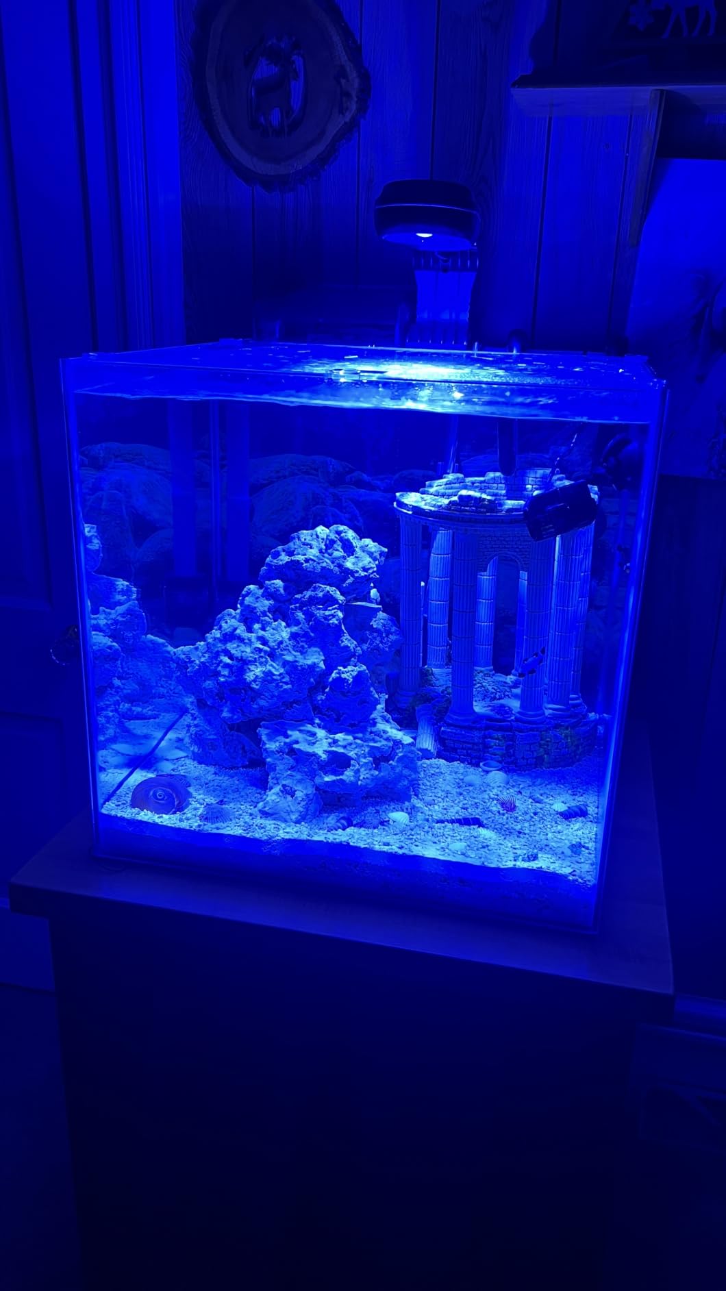 PopBloom 65W Aquarium LED Reef Lights for Corals, WiFi Smart, Rich Shimmer customer photo 2