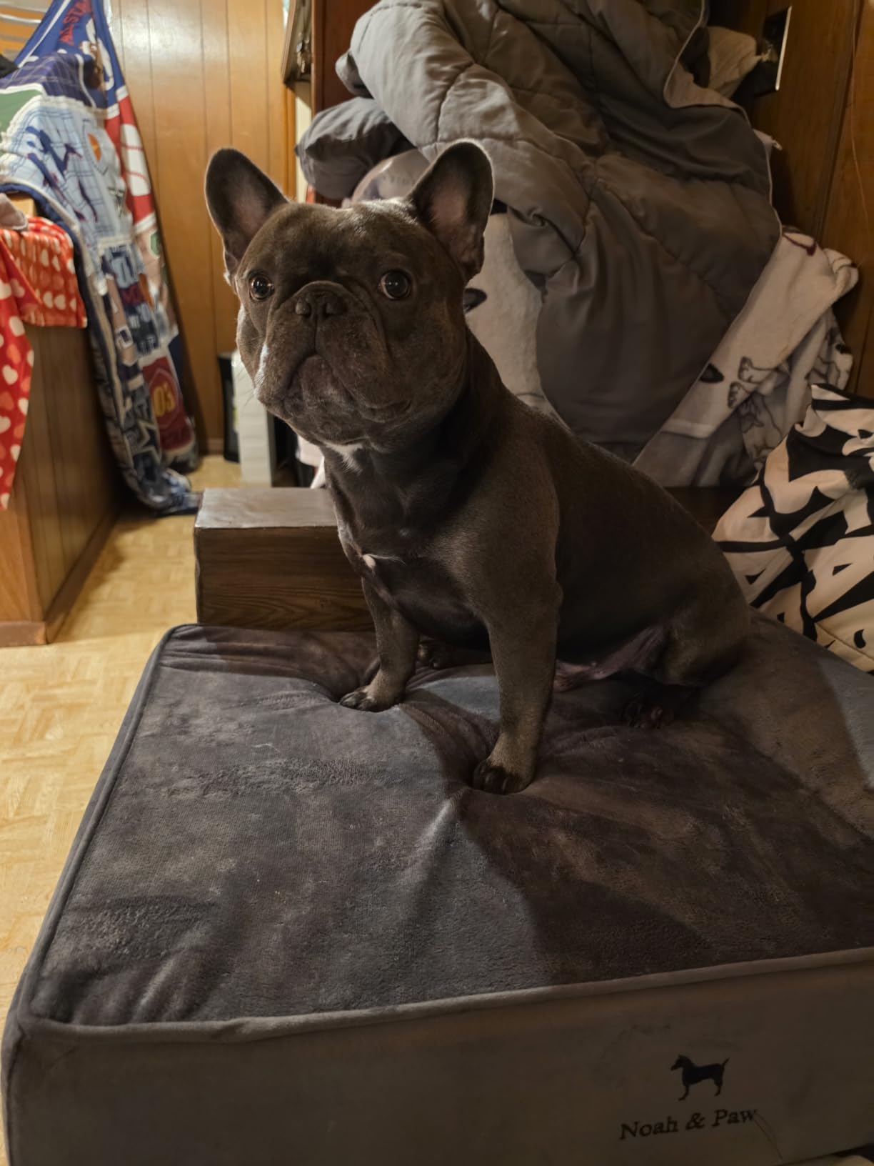 NOAH & PAW Large Dog Bed Orthopedic Memory Foam Cooling Gel 35x25x8.7 in customer photo 2