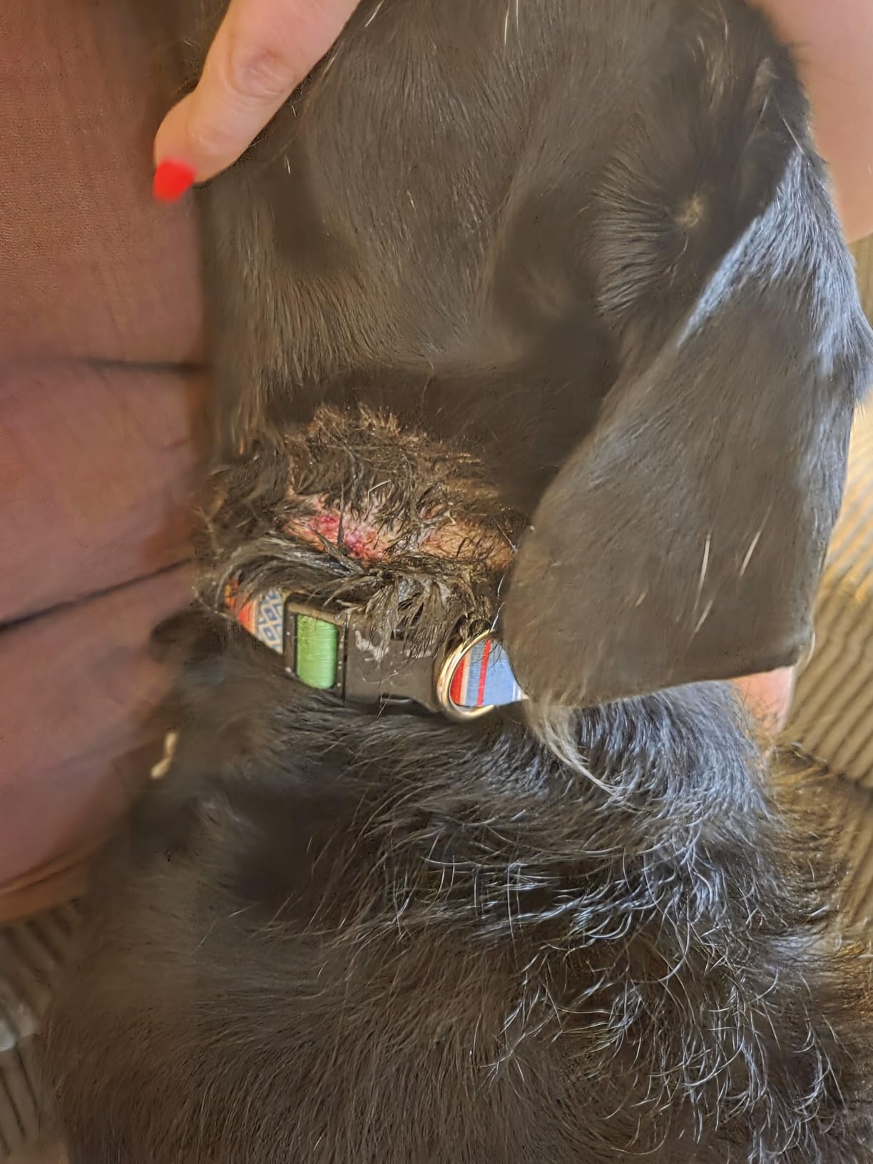 Bark Collar for Small Medium Large Dogs with 5 Training Modes, Black customer photo 2