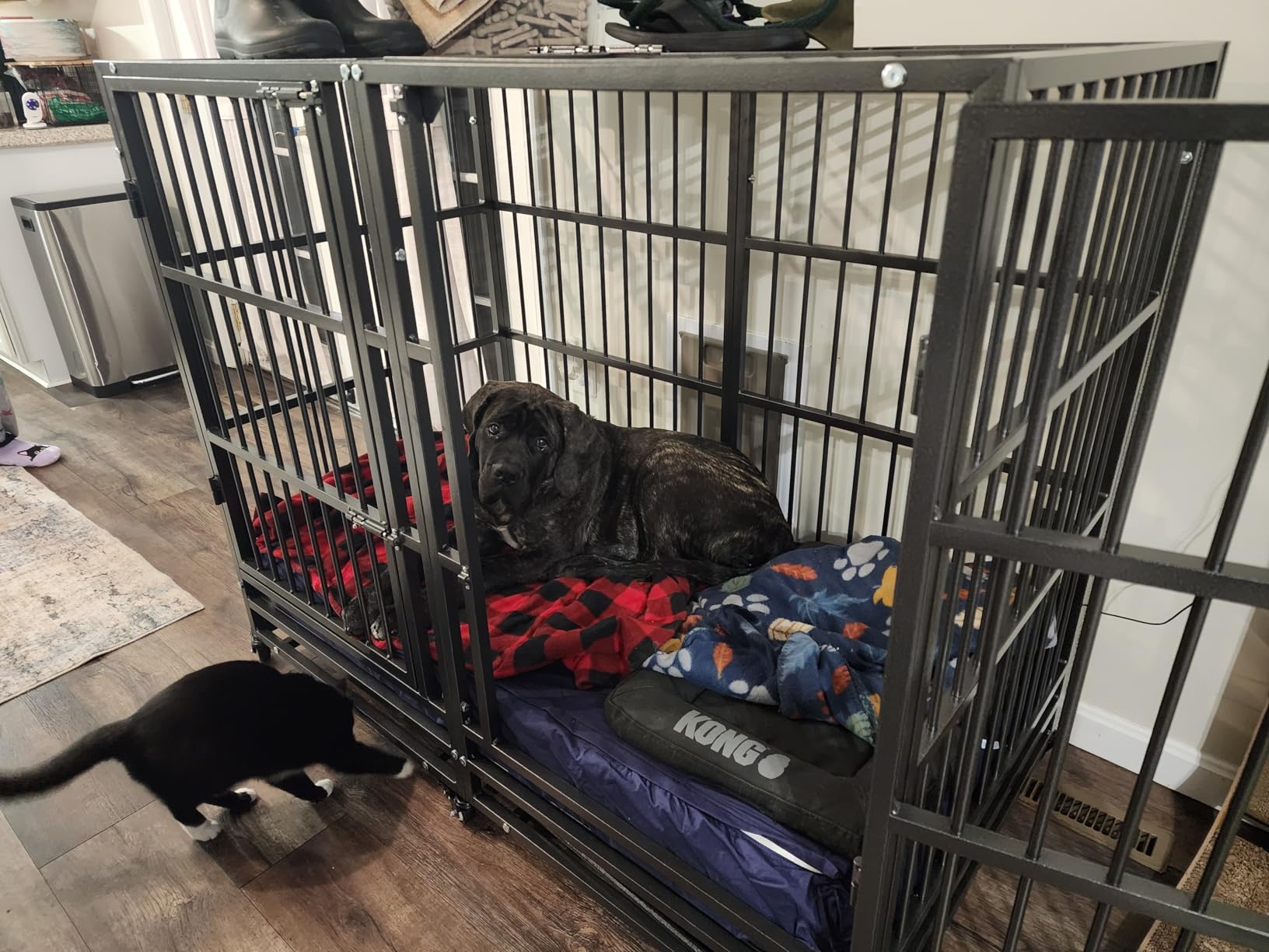 BOLDBONE 54 inch Heavy Duty Indestructible and Escape-Proof Dog Crate Cage Kennel with Divider for 2 Large Dogs, High Anxiety Dog Crate with Removable Wires Trays and Wheels, Extra Large XL XXL customer photo 1