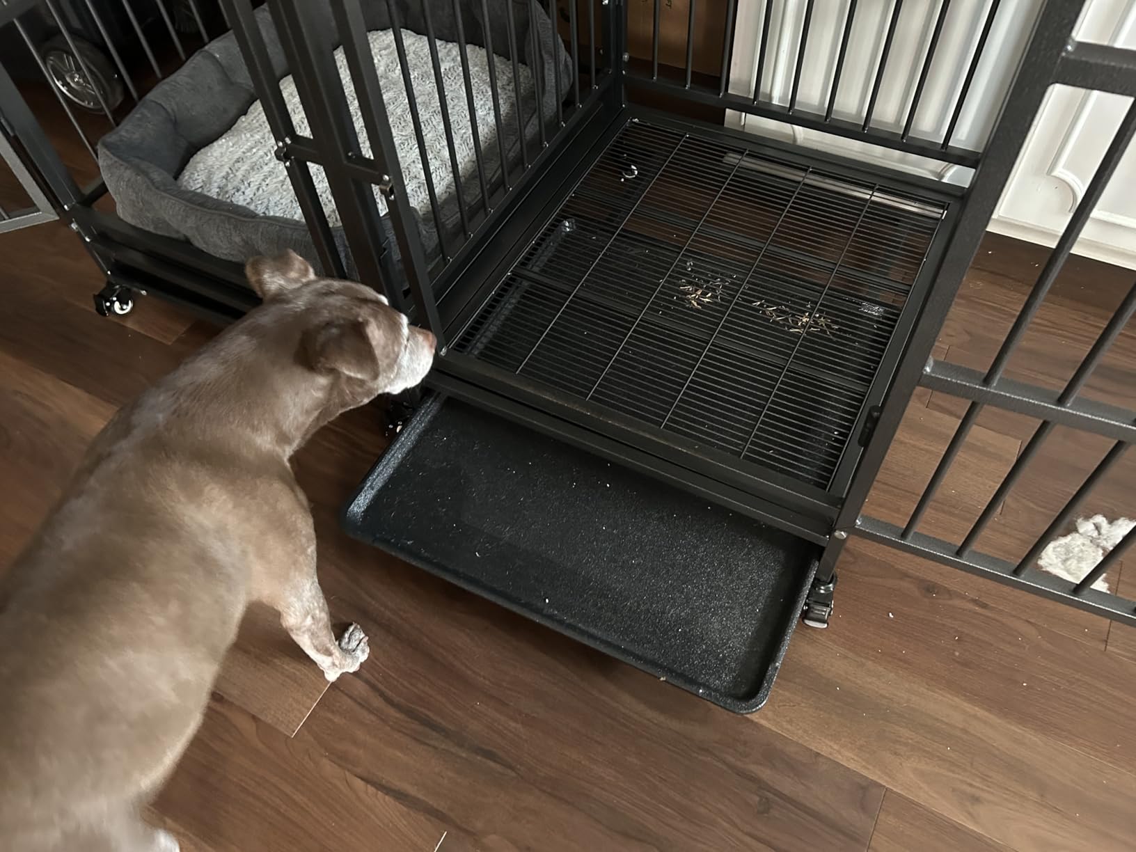 BOLDBONE 54 inch Heavy Duty Indestructible and Escape-Proof Dog Crate Cage Kennel with Divider for 2 Large Dogs, High Anxiety Dog Crate with Removable Wires Trays and Wheels, Extra Large XL XXL customer photo 2