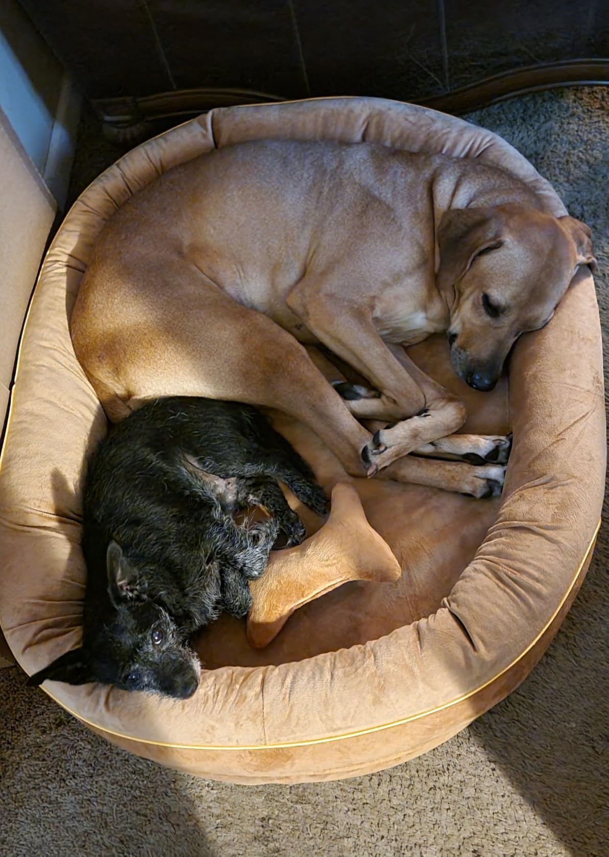 CWAWZ XL Orthopedic Dog Bed, Extra Large Dog Bed, Dog Sofa for Large Sized Dogs with Full-Surround Bolsters, Dual-Sided Dog Cooling Bed with Memory Foam, Washable Sofa with Nonslip Bottom, Light Grey customer photo 1