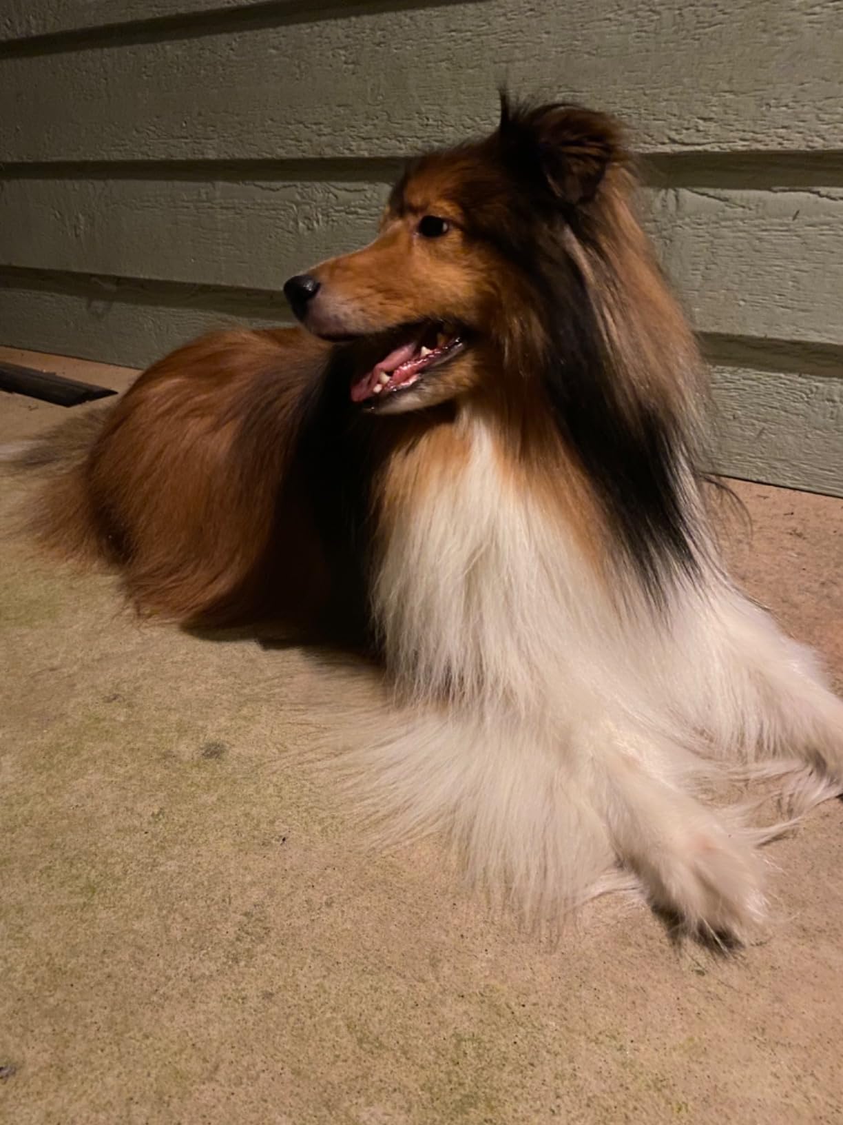 Dog Dryer for Pet Grooming, High-Velocity Force Blow Dryer customer photo 1