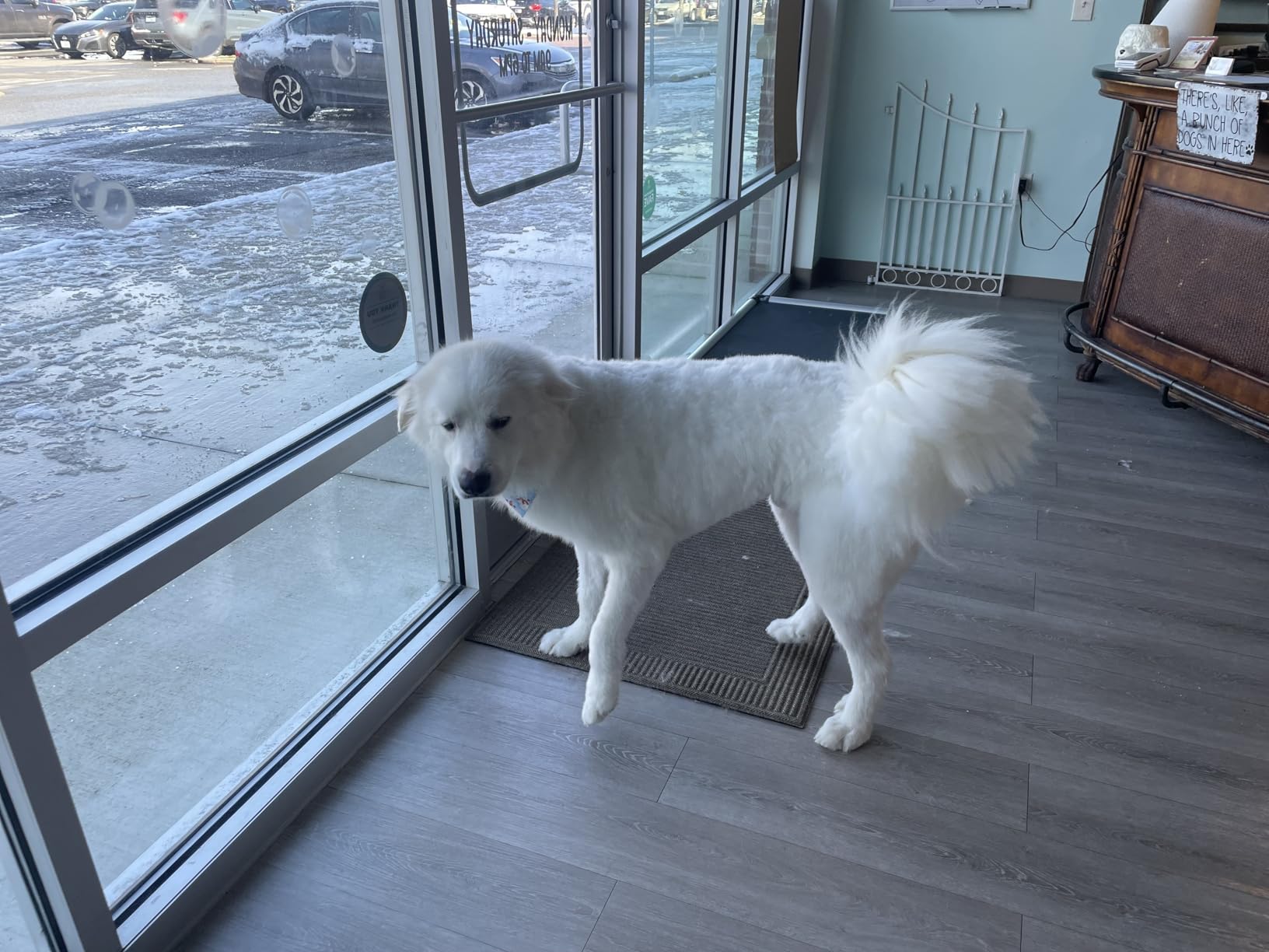 Dog Dryer for Pet Grooming, High-Velocity Force Blow Dryer customer photo 2