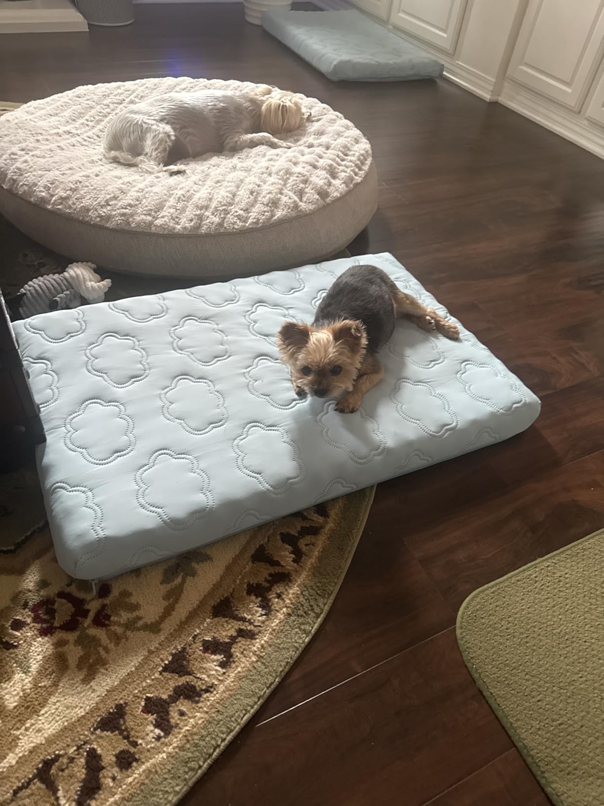 LE SURE ApexCloud™ Cooling Dog Bed for Large Dogs with Washable Cover,35IN customer photo 1