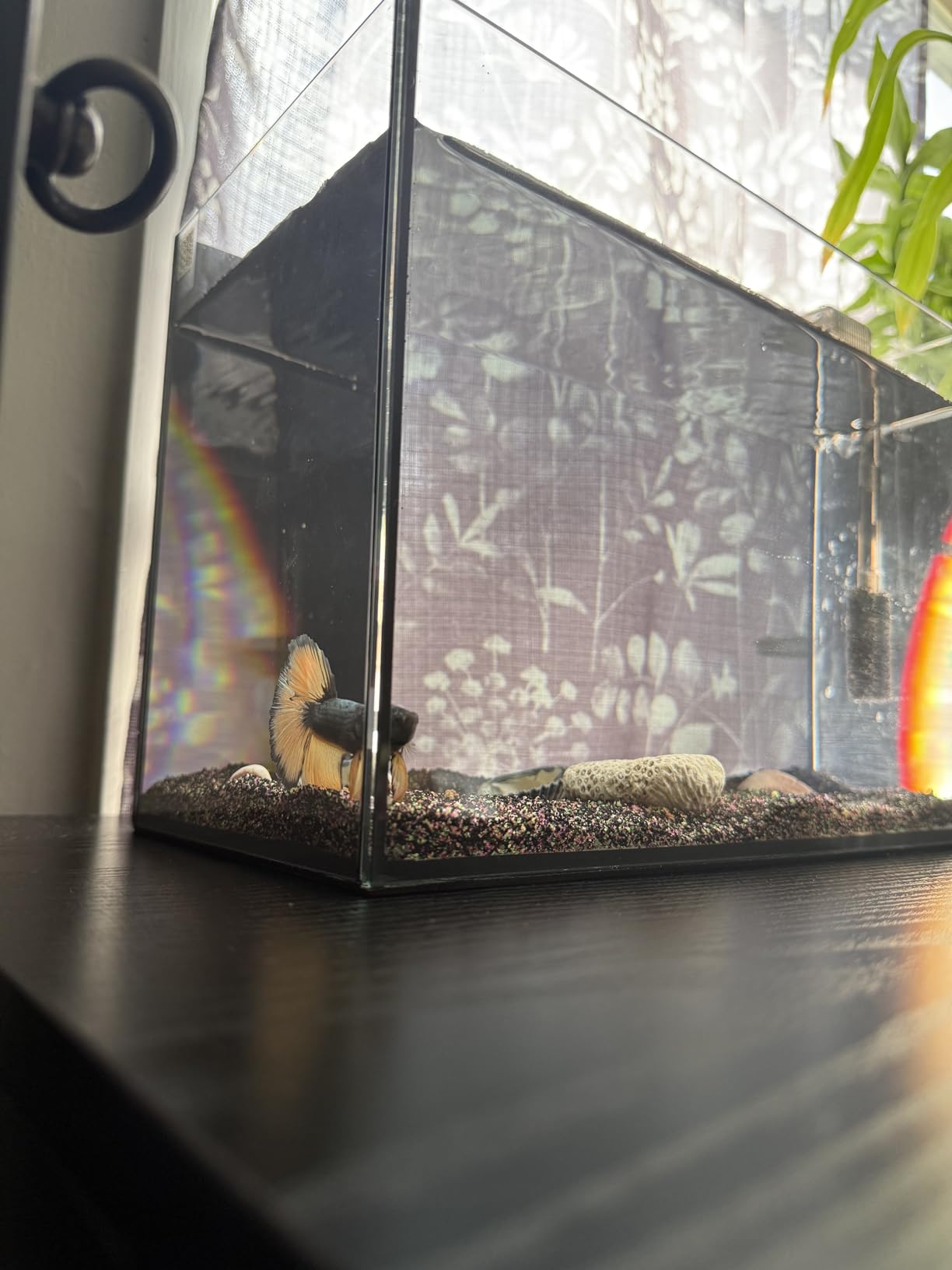 7 Gallon Rimless Cube Fish Tank, Ultra-Clear Glass Aquarium customer photo 1
