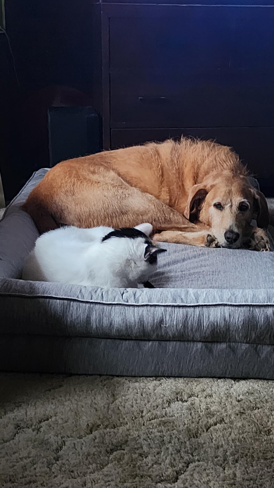 COZY KISS Cooling Dog Bed for Large Dogs, 42