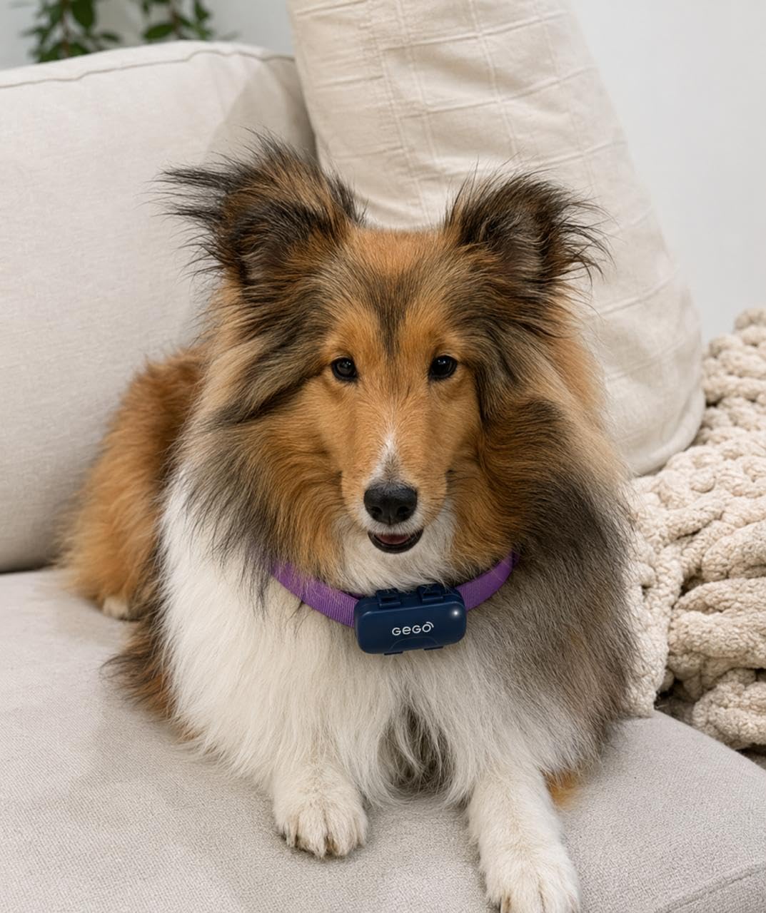 GEGOPet – Real-Time GPS Pet Tracker for Dogs & Cats, Unlimited Range, Safe Zones, Escape Alerts, Location History, Activity & Wellness Insights. Active Subscription Required. customer photo 1