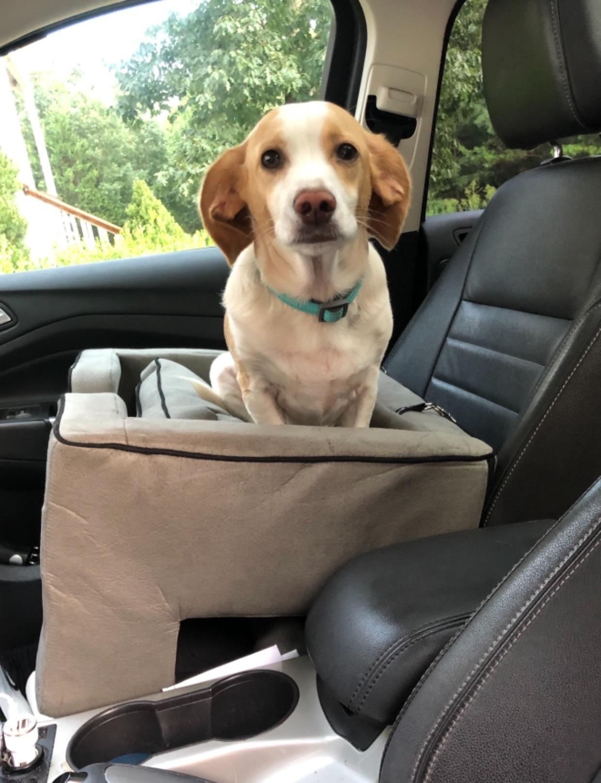 Pet Gear Lookout Booster Car Seat, Medium Slate customer photo 2
