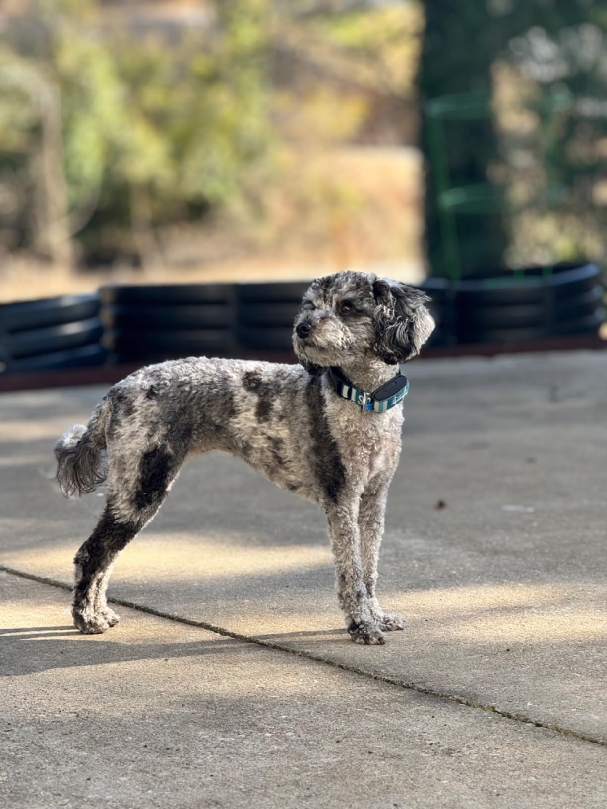 Invoxia Biotracker 2026 Edition - Health and GPS Tracker for Dogs customer photo 1