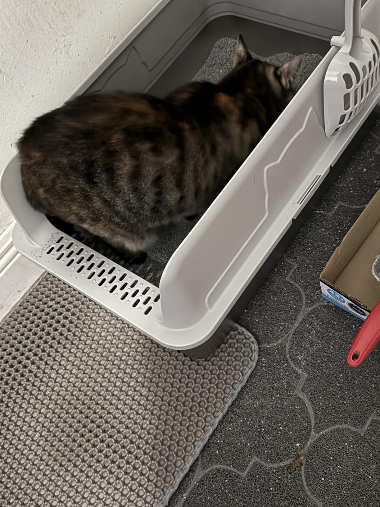 OneBug Open-Top Box customer photo 1