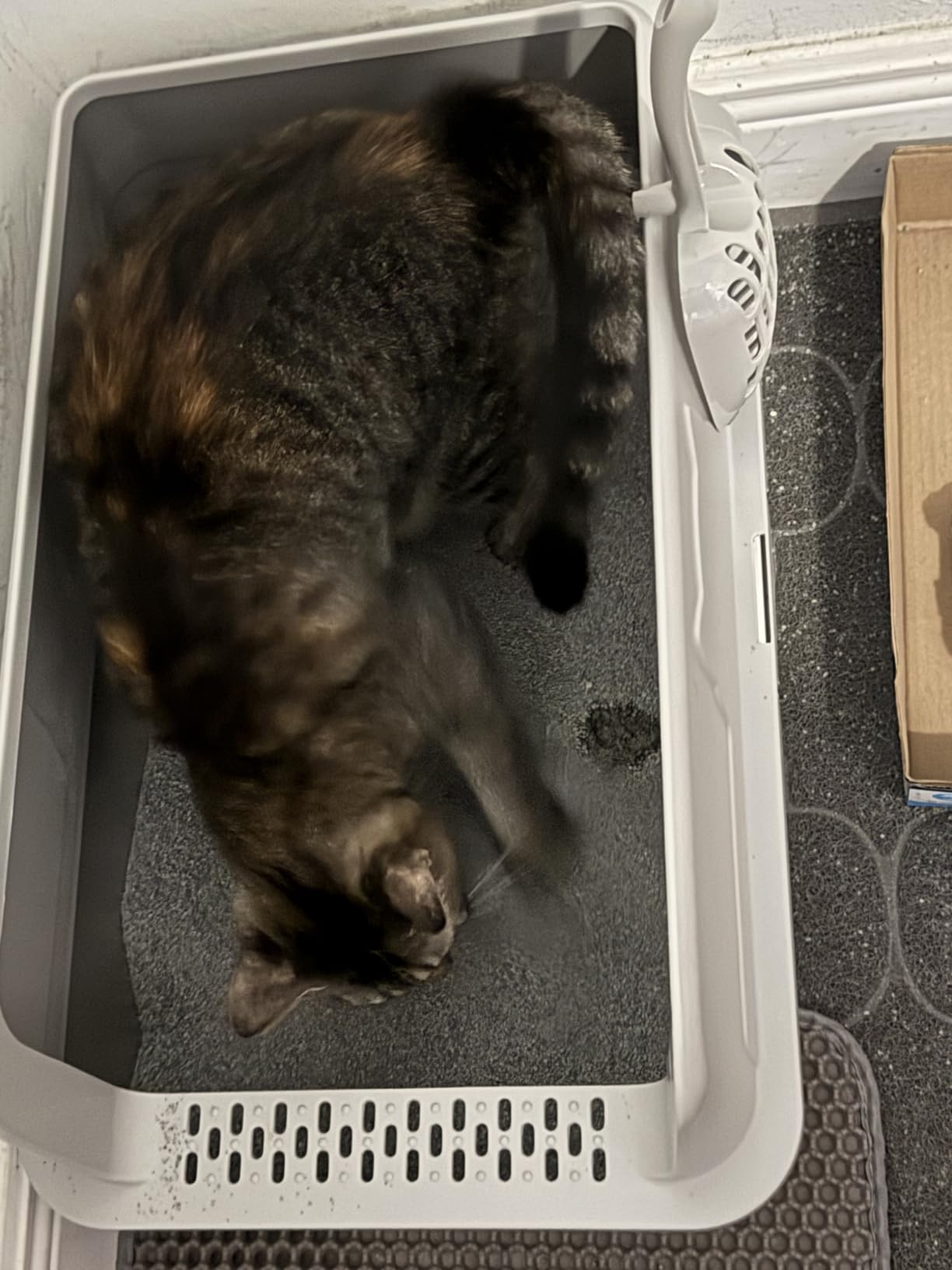 OneBug Open-Top Box customer photo 2